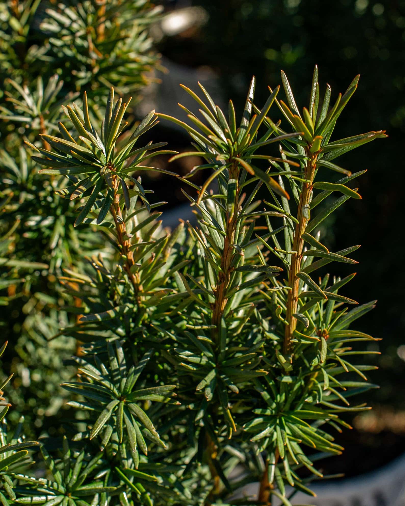 Stonehenge Skinny Yew - Image 2