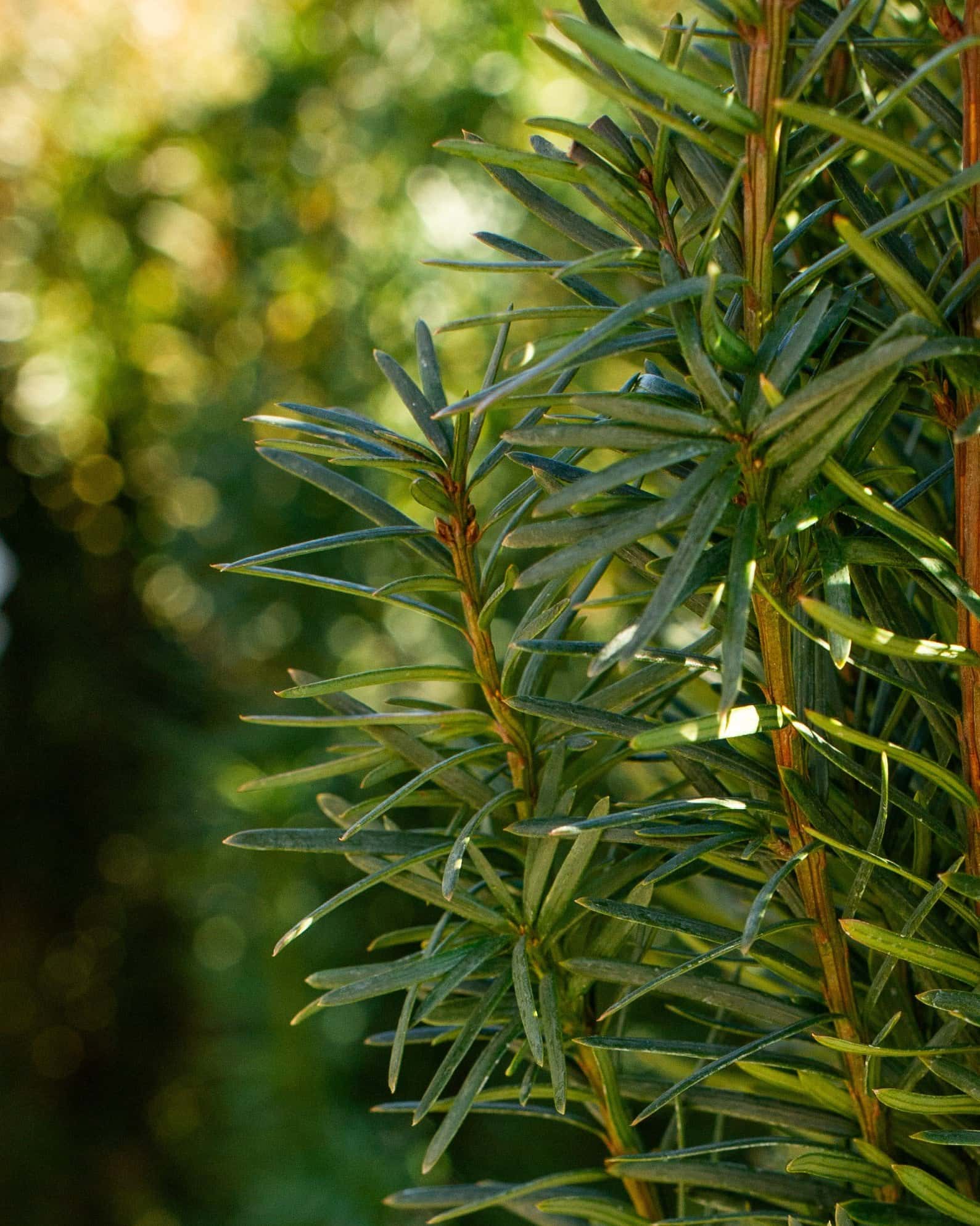 Stonehenge Skinny Yew - Image 4