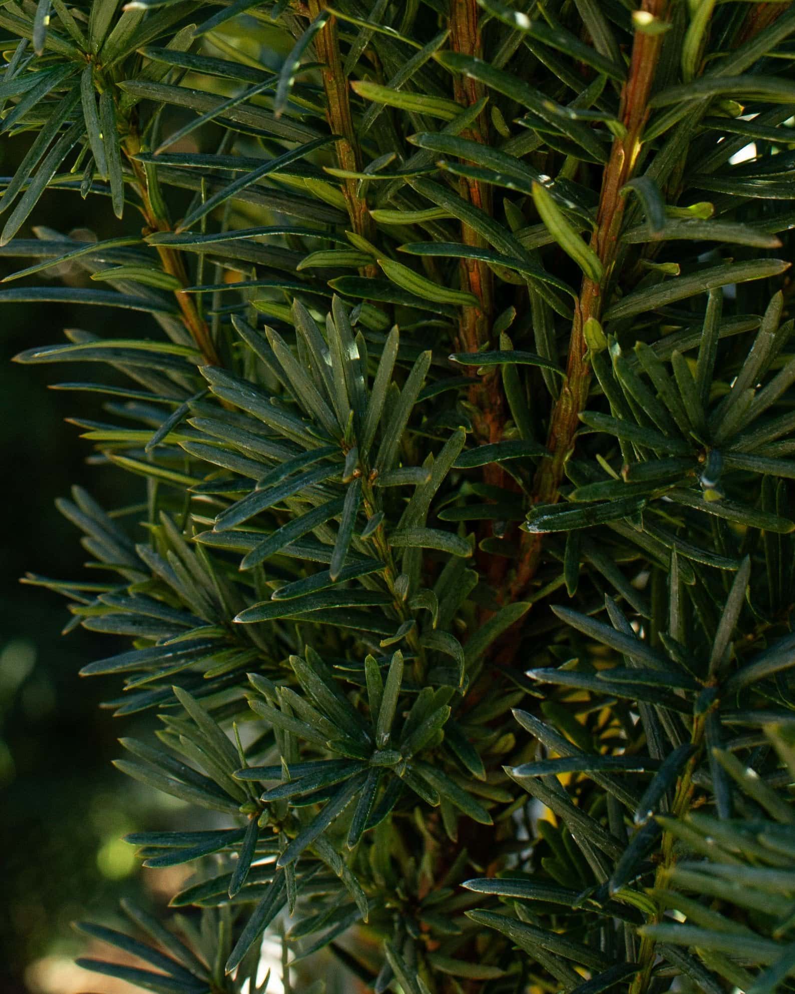 Stonehenge Skinny Yew - Image 5