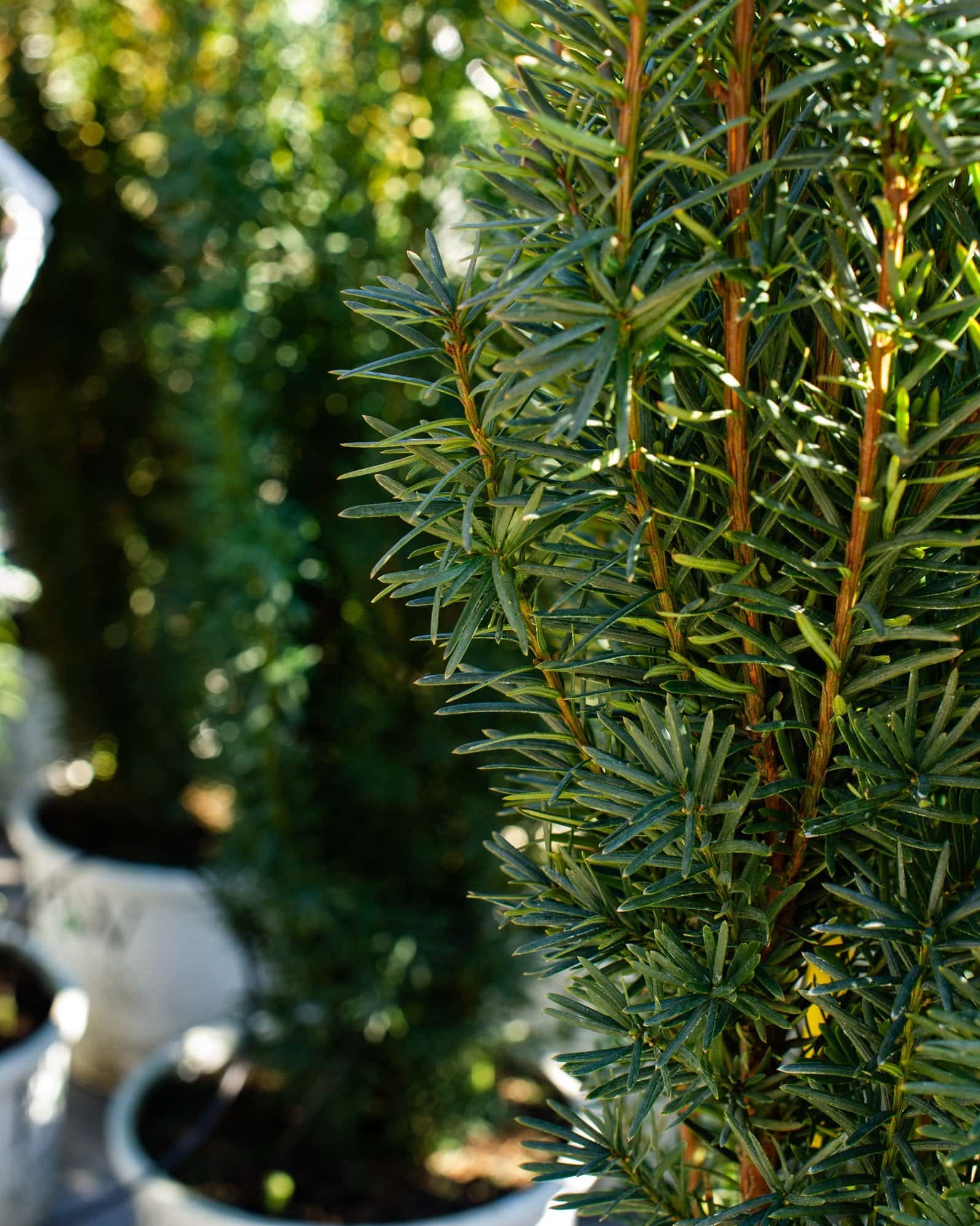 Stonehenge Skinny Yew - Image 6