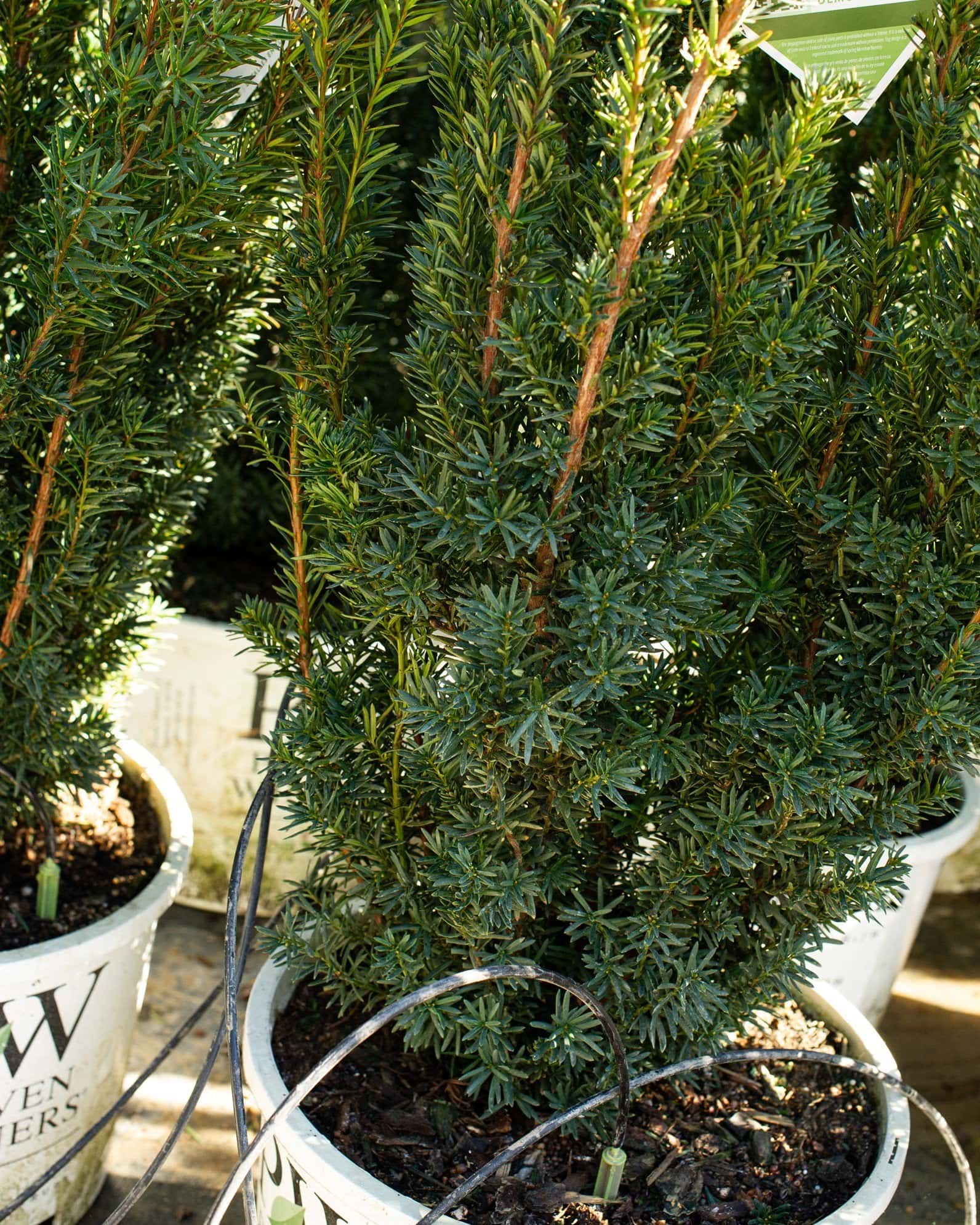 Stonehenge Yew - Image 1