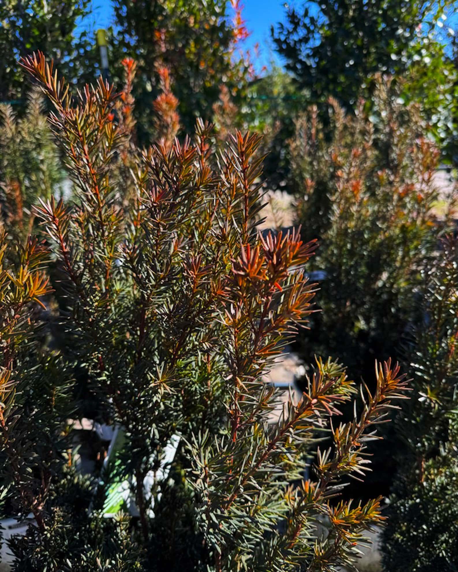 Stonehenge Yew - Image 3