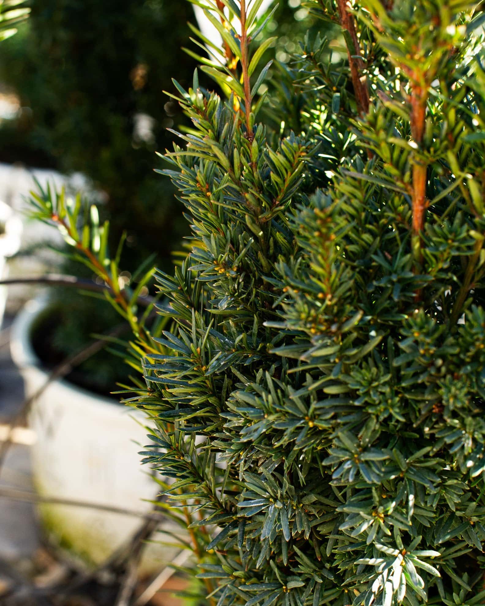 Stonehenge Yew - Image 5