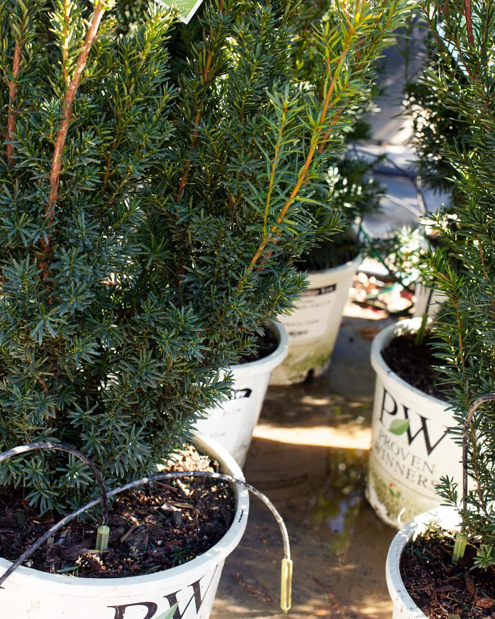 Stonehenge Yew - Image 6