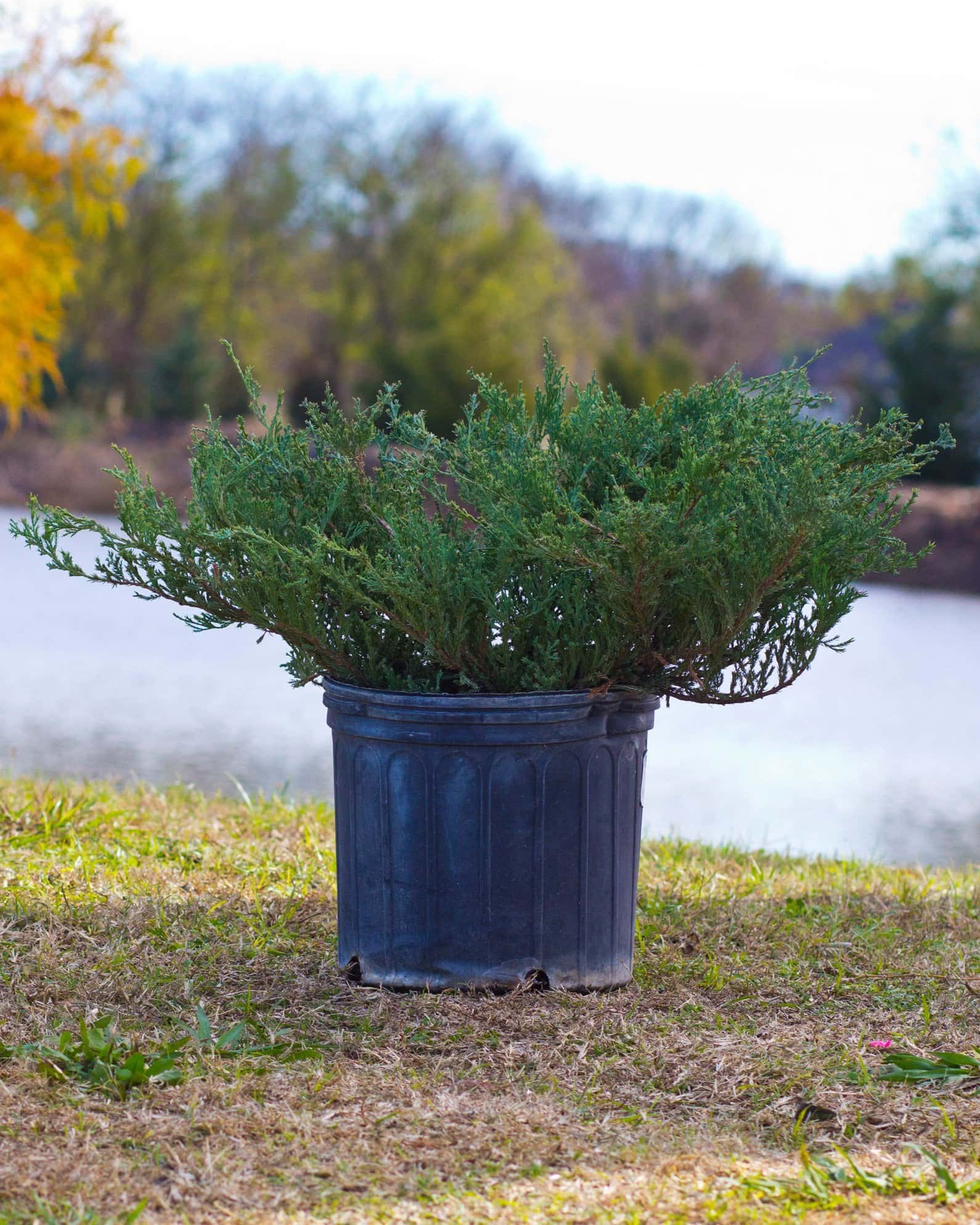 Andorra Juniper - Main Image