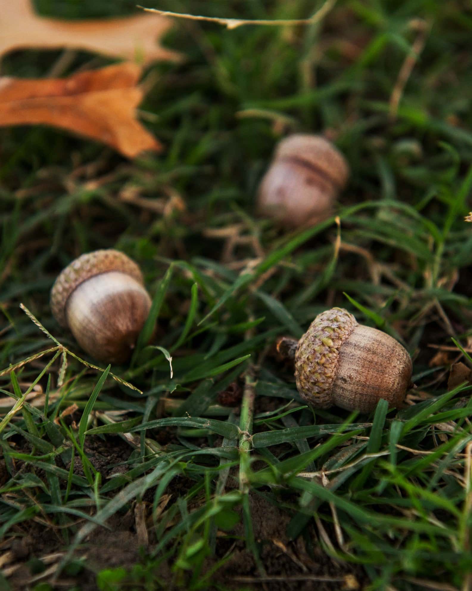 Shumard Red Oak - Image 6