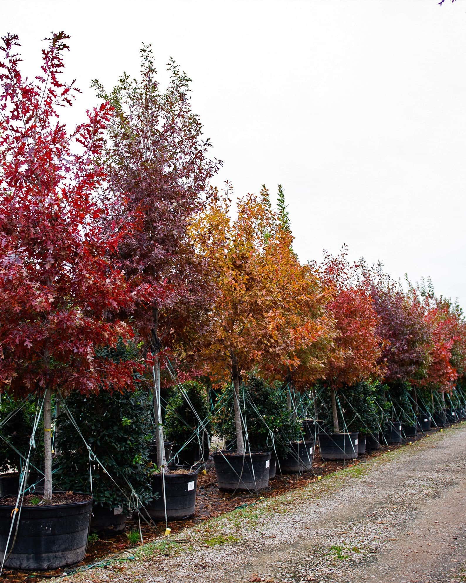 Shumard Red Oak - Image 3