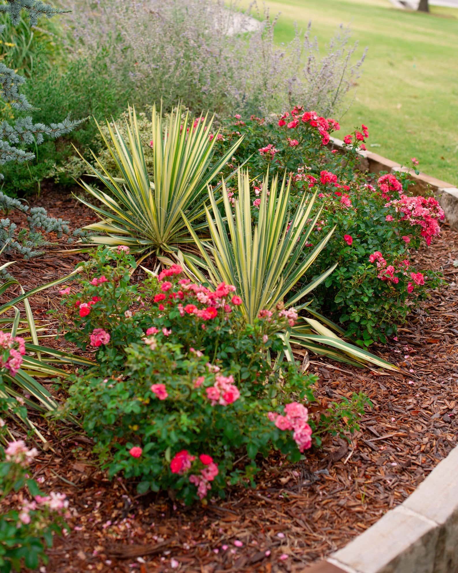 Color Guard Yucca - Image 1