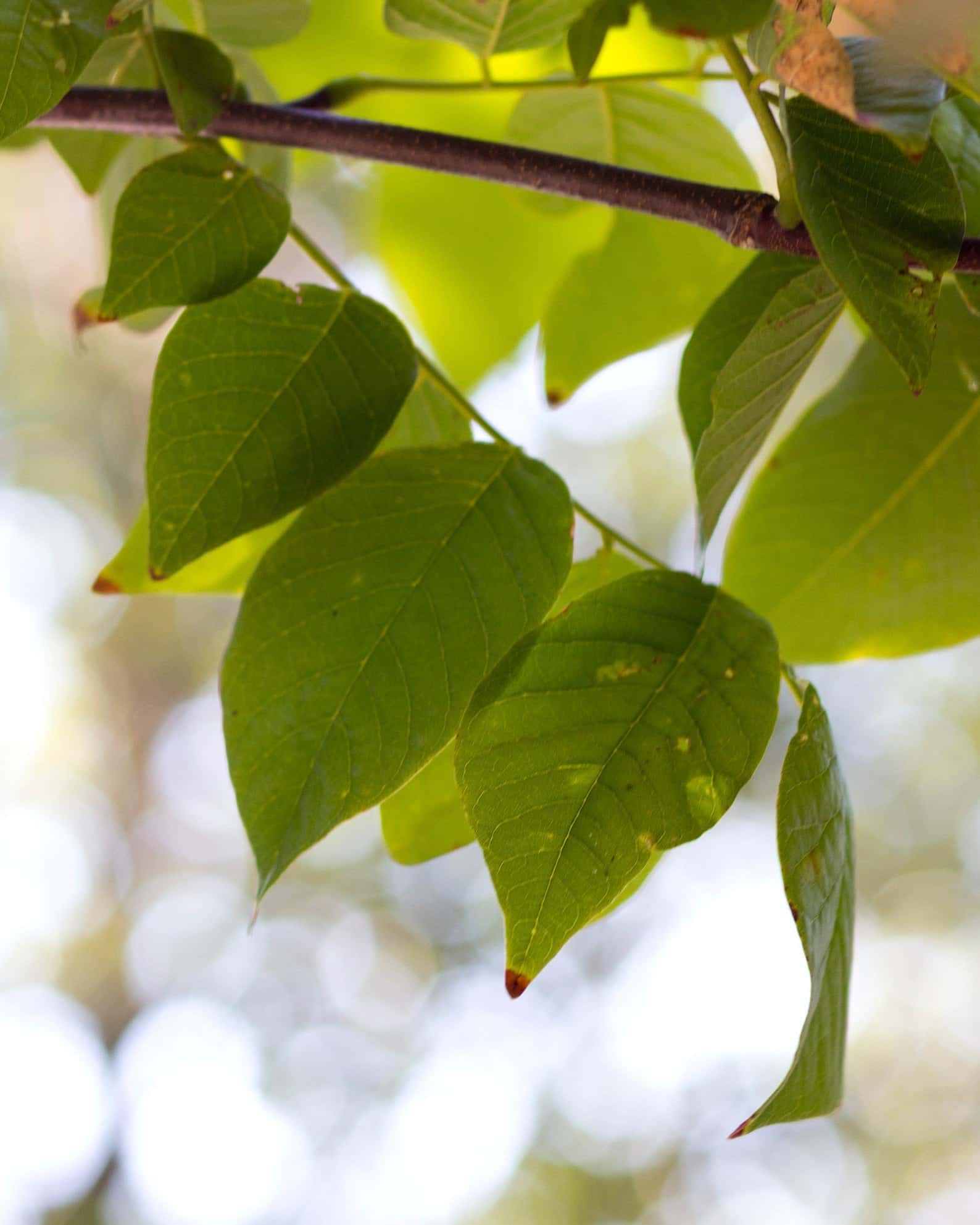American Yellowwood - Image 4