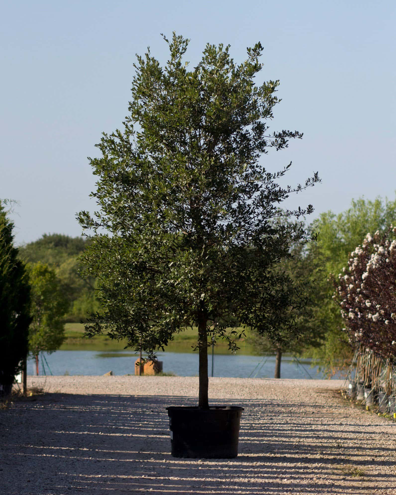 Live Oak - Main Image