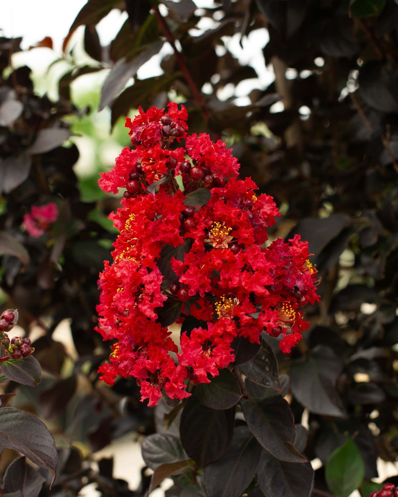 Ruby Crape Myrtle - Main Image