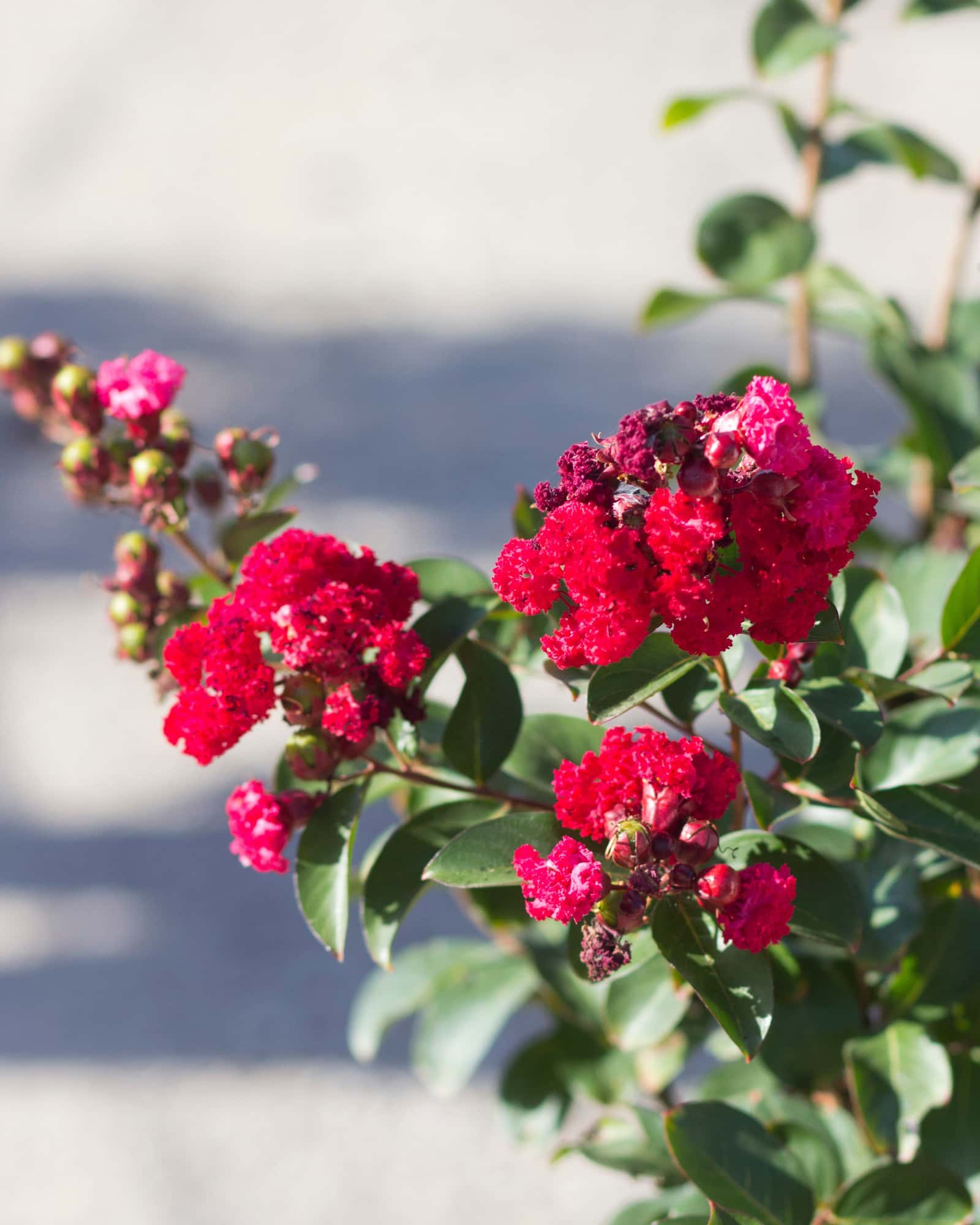 Ruffled Red Magic Crape Myrtle - Main Image