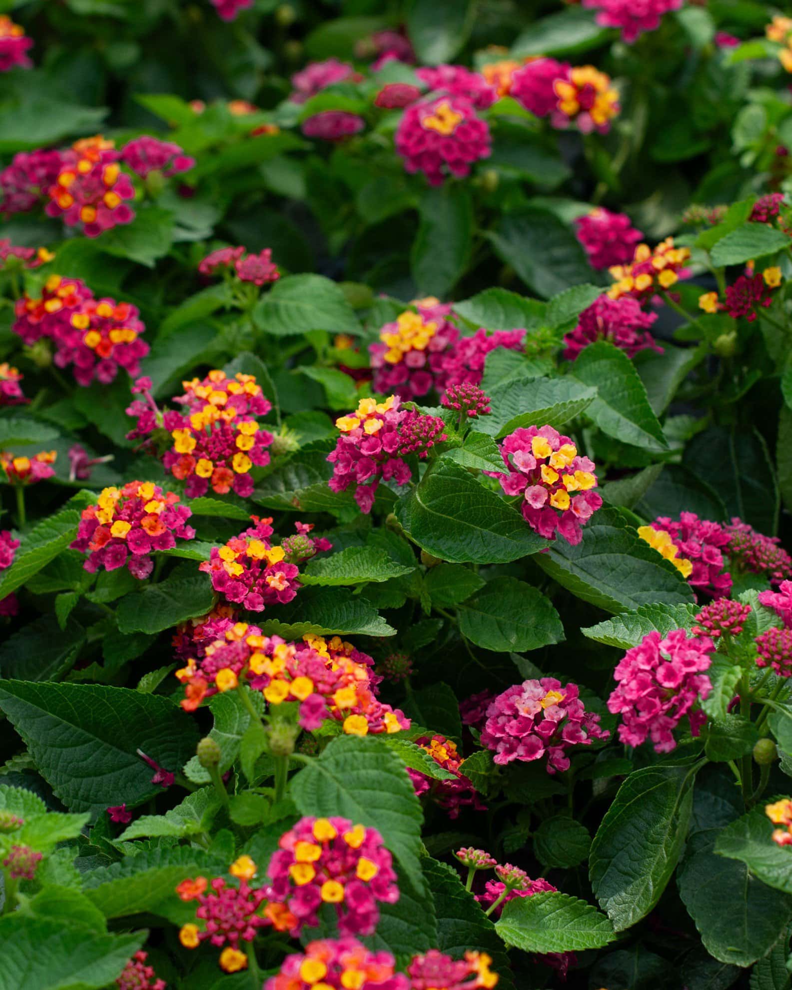 Bandana Cherry Sunrise Lantana - Image 2