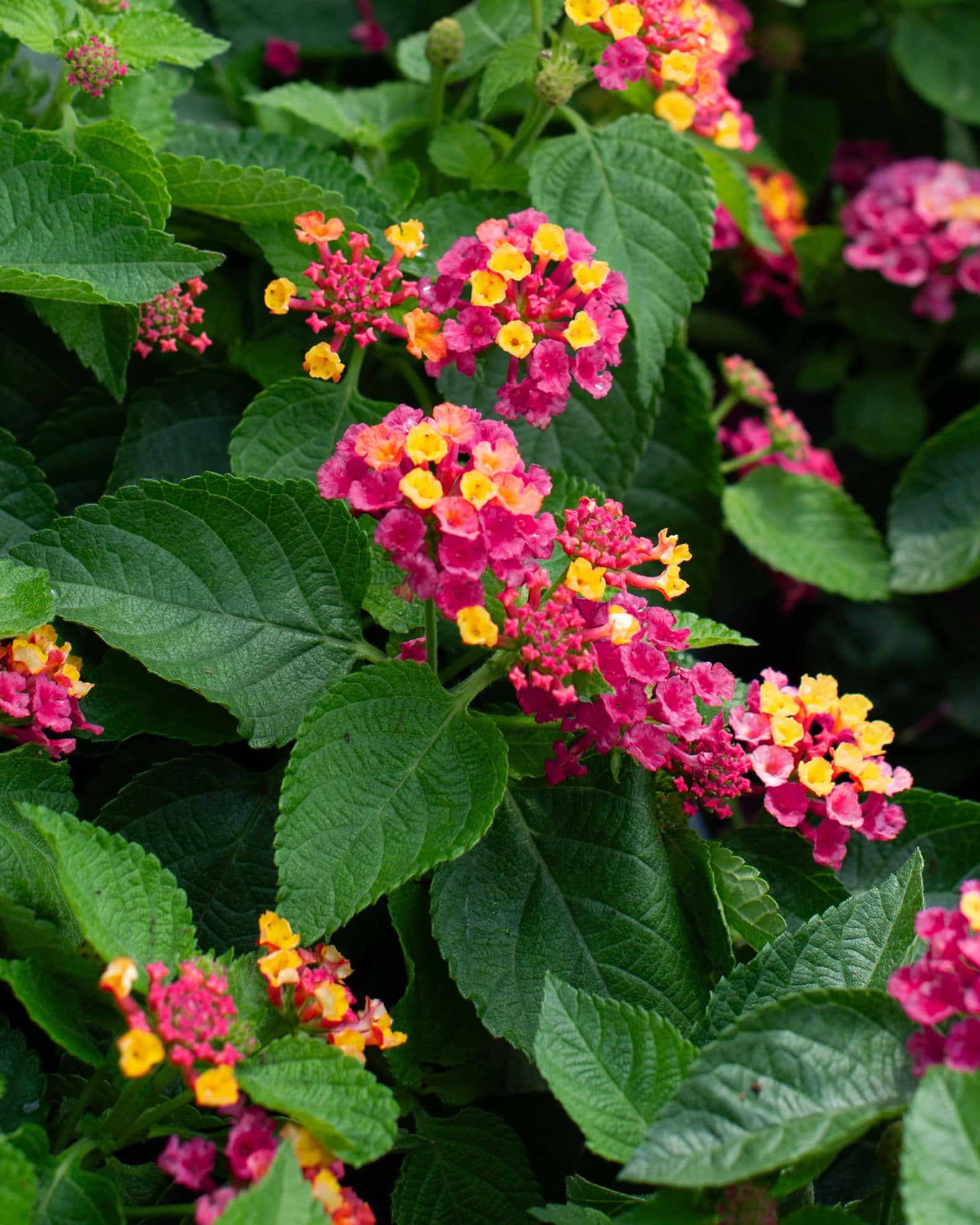Bandana Cherry Sunrise Lantana - Image 3