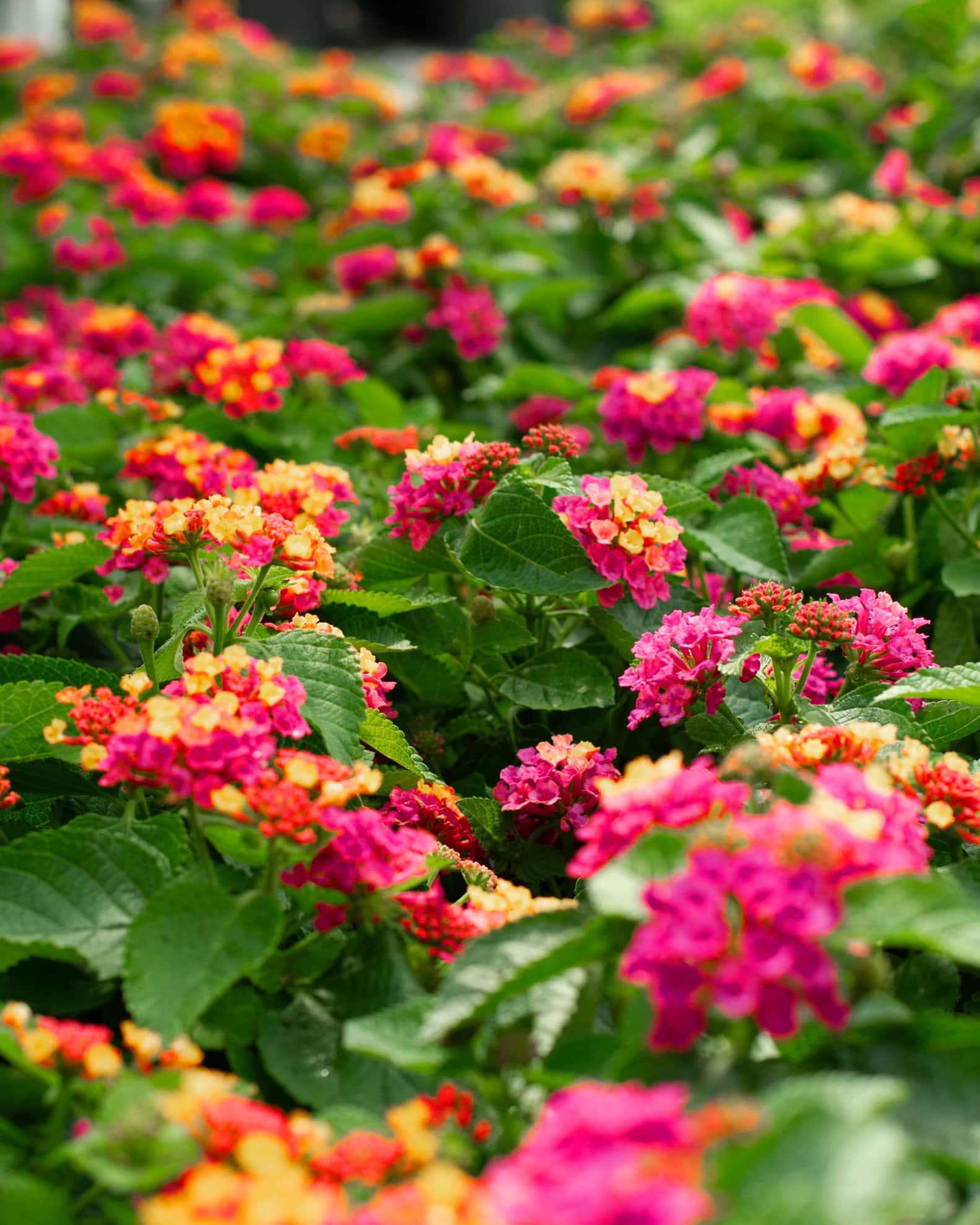 Bandana Cherry Sunrise Lantana - Image 4