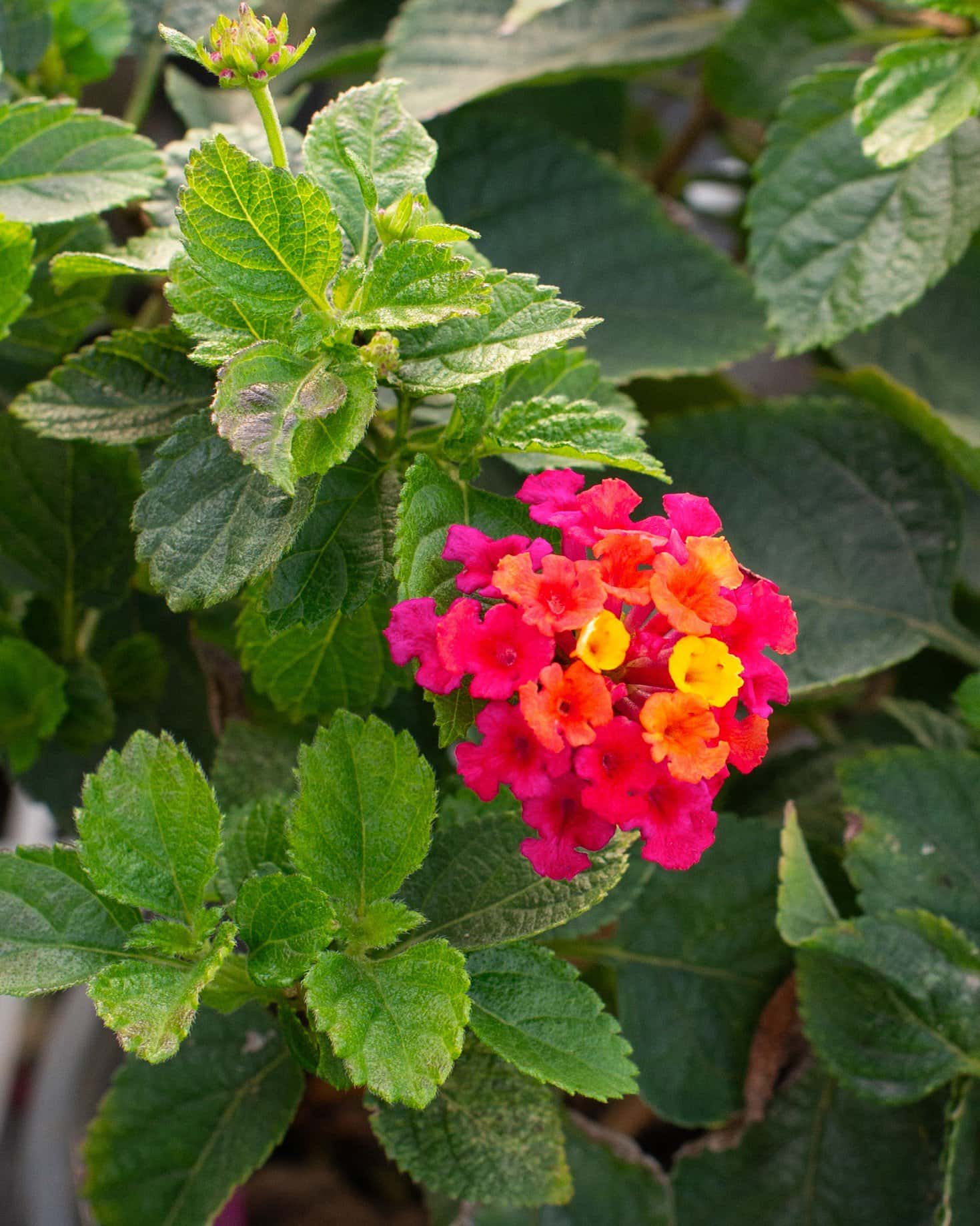 Bandana Cherry Sunrise Lantana - Image 5