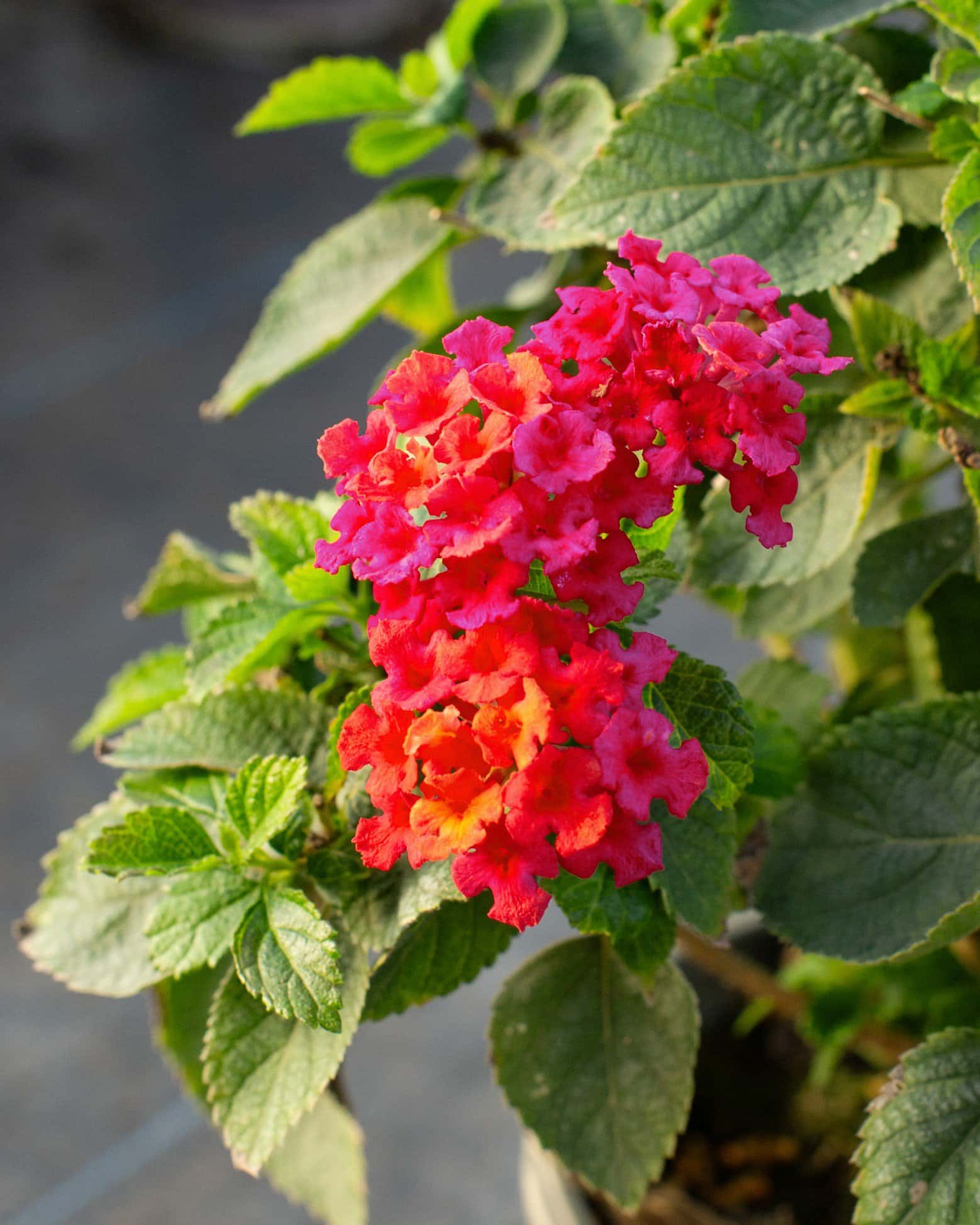 Bandana Cherry Sunrise Lantana - Image 7