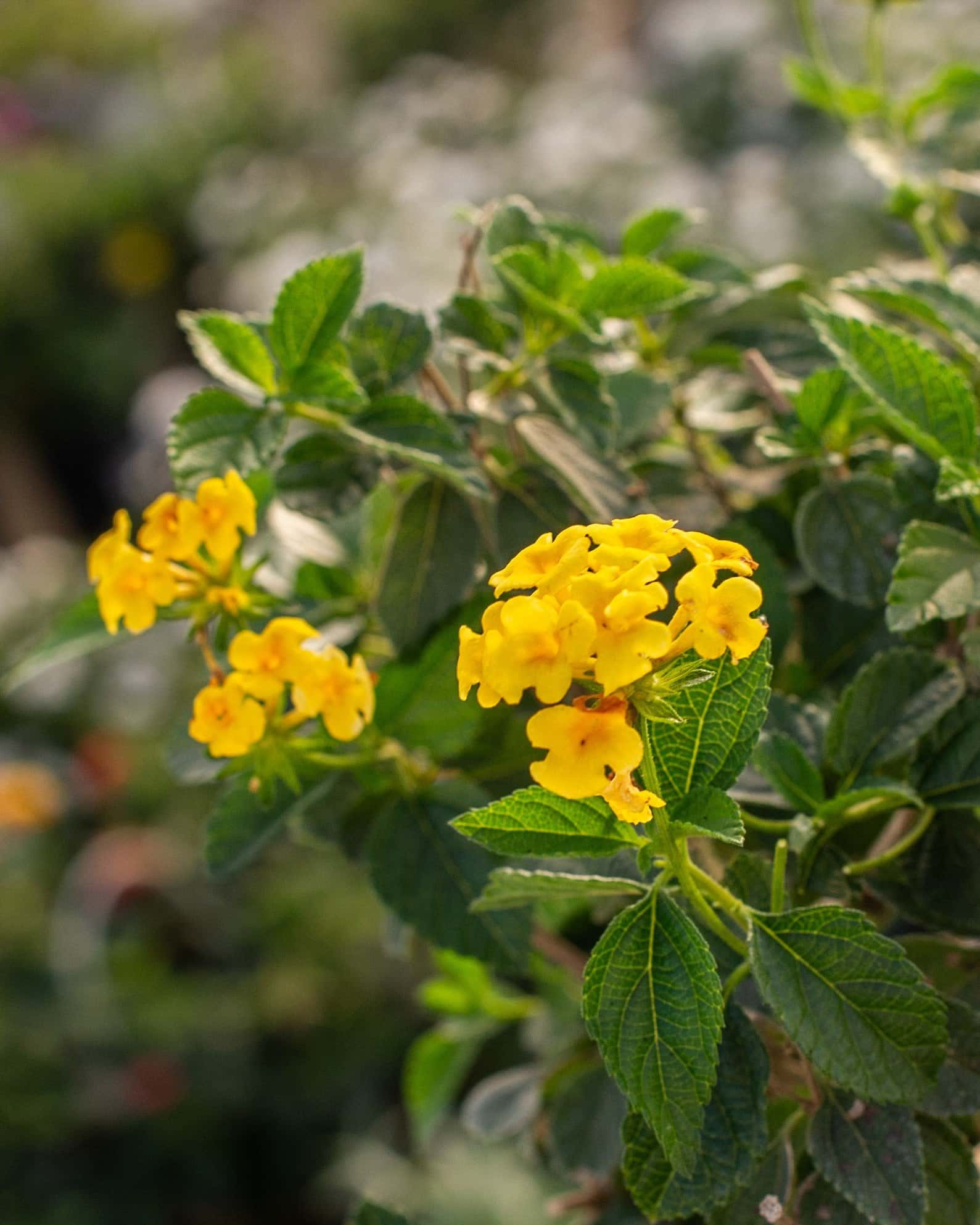Chapel Hill Yellow Lantana - Image 5