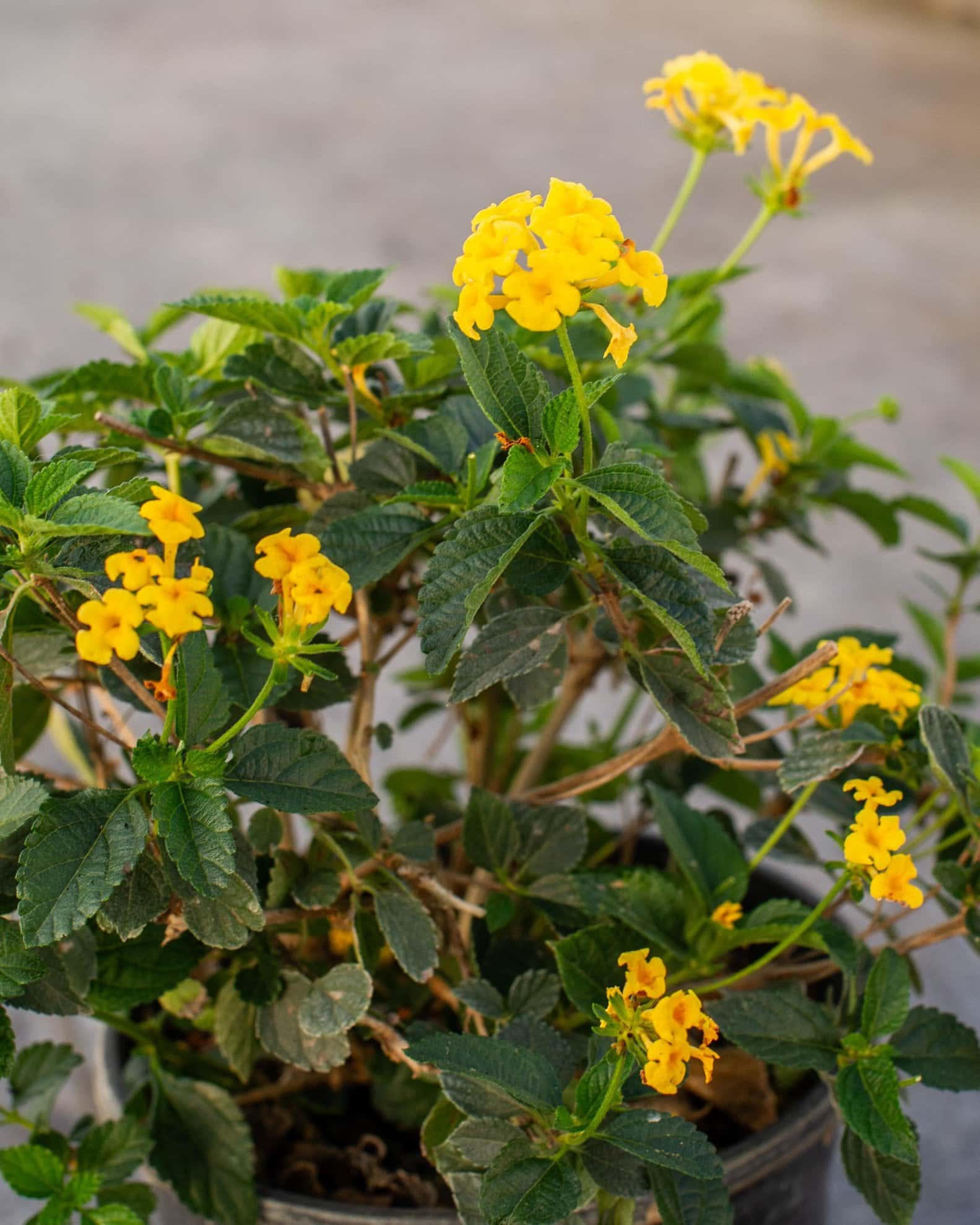 Chapel Hill Yellow Lantana - Image 7