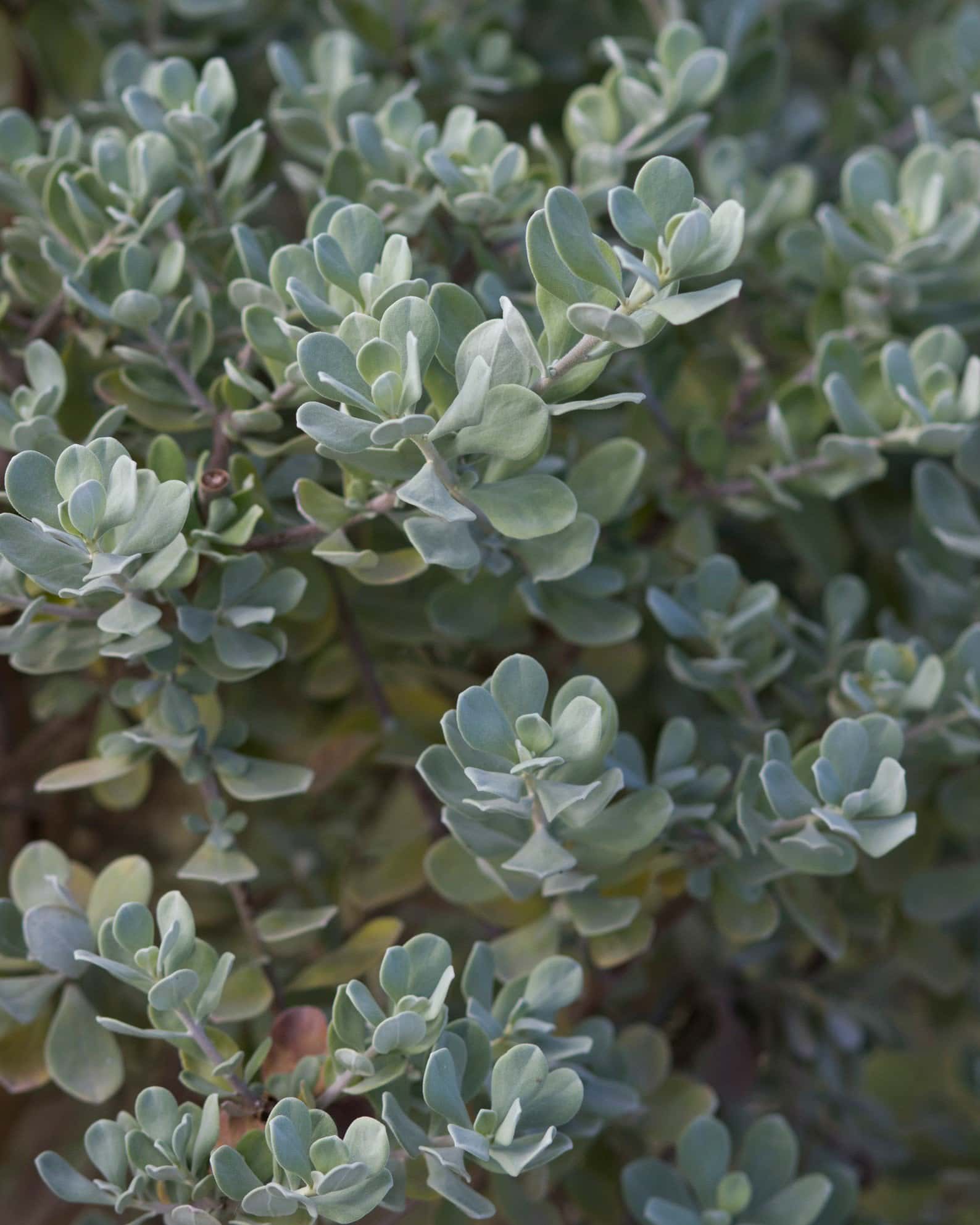 Compacta Texas Sage - Image 6