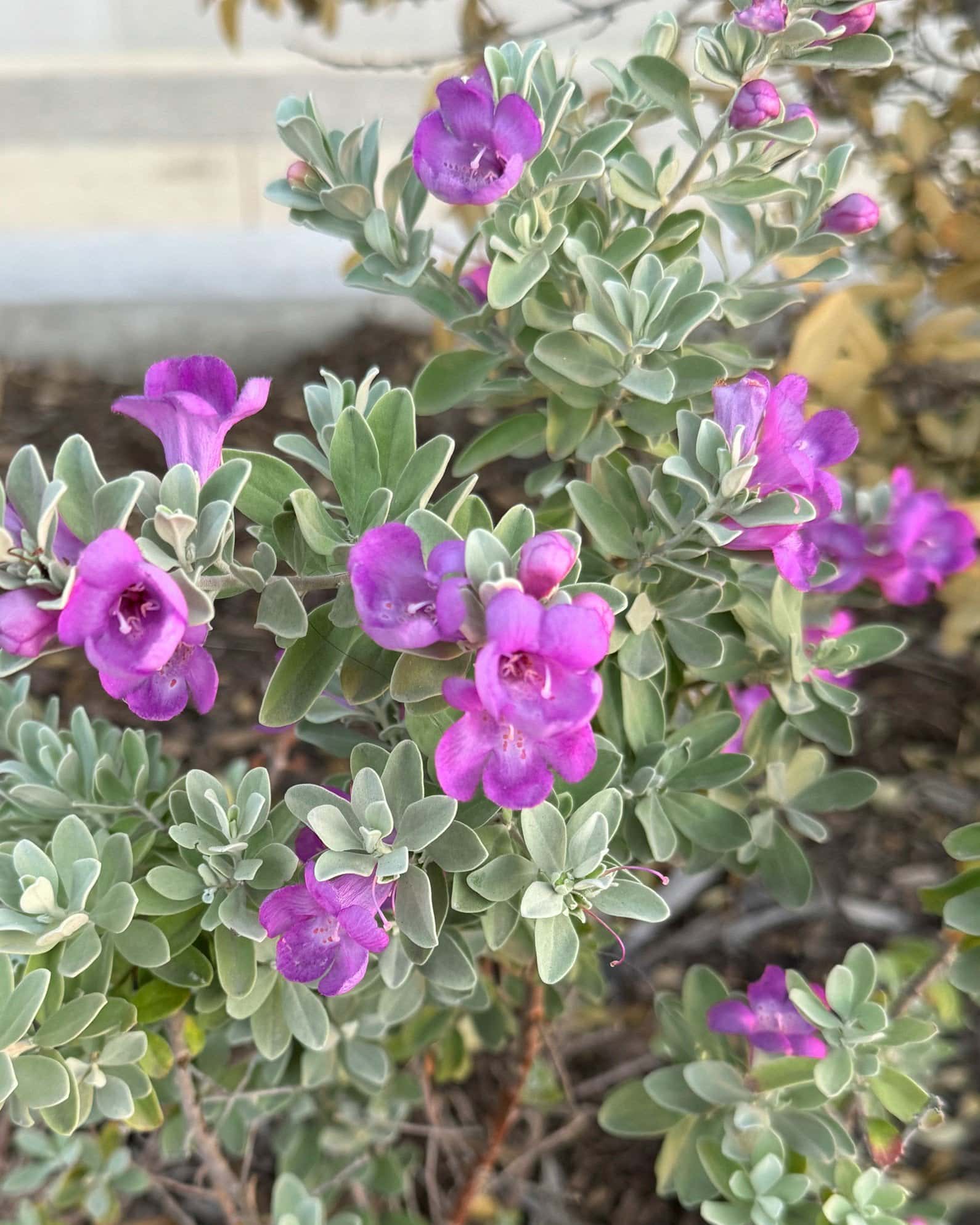 Compacta Texas Sage - Image 1