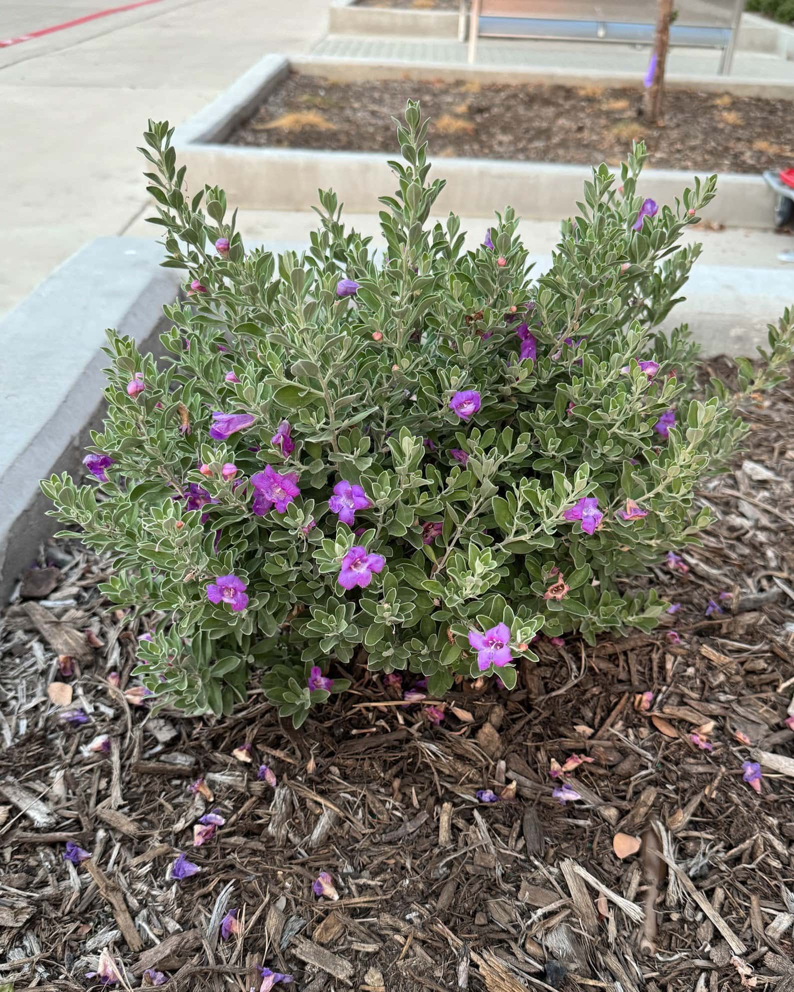 Compacta Texas Sage - Image 2