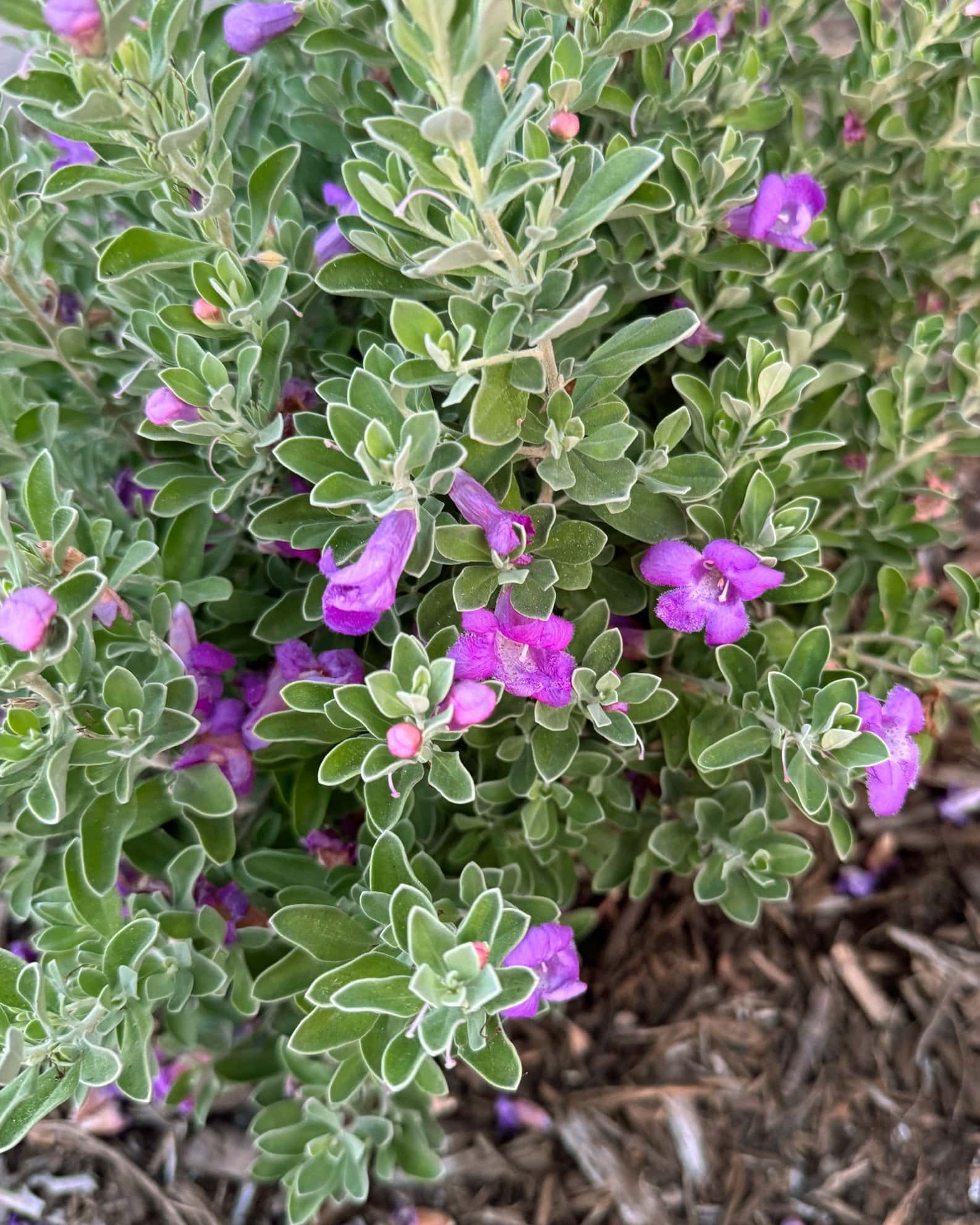 Compacta Texas Sage - Image 3