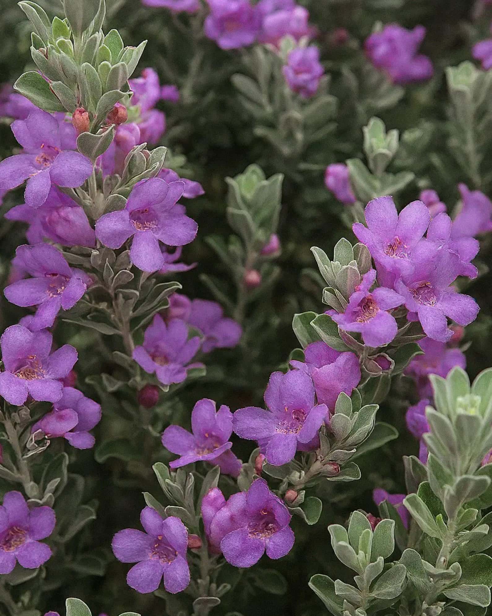 Compacta Texas Sage - Main Image