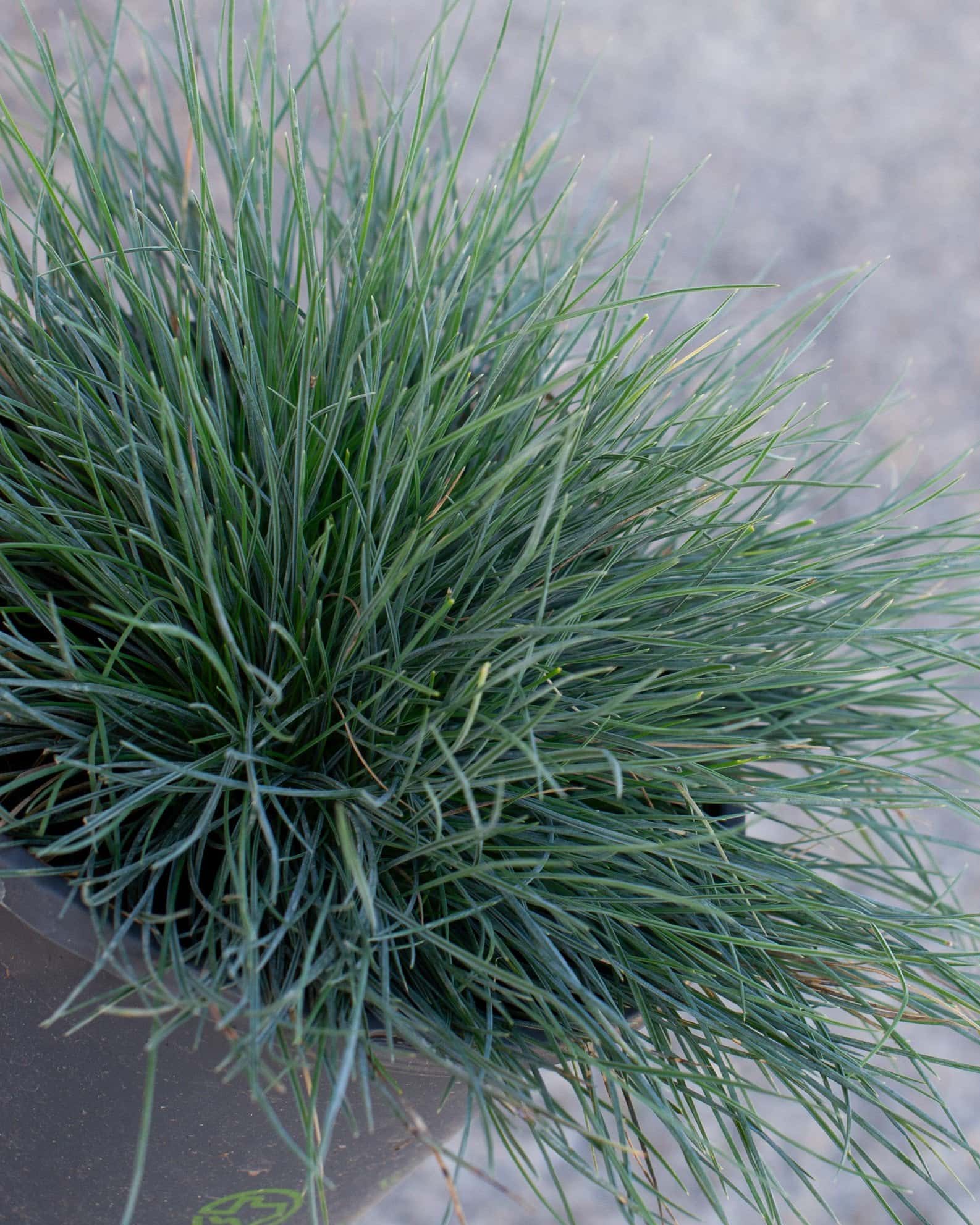 Cool as Ice Blue Fescue - Image 1