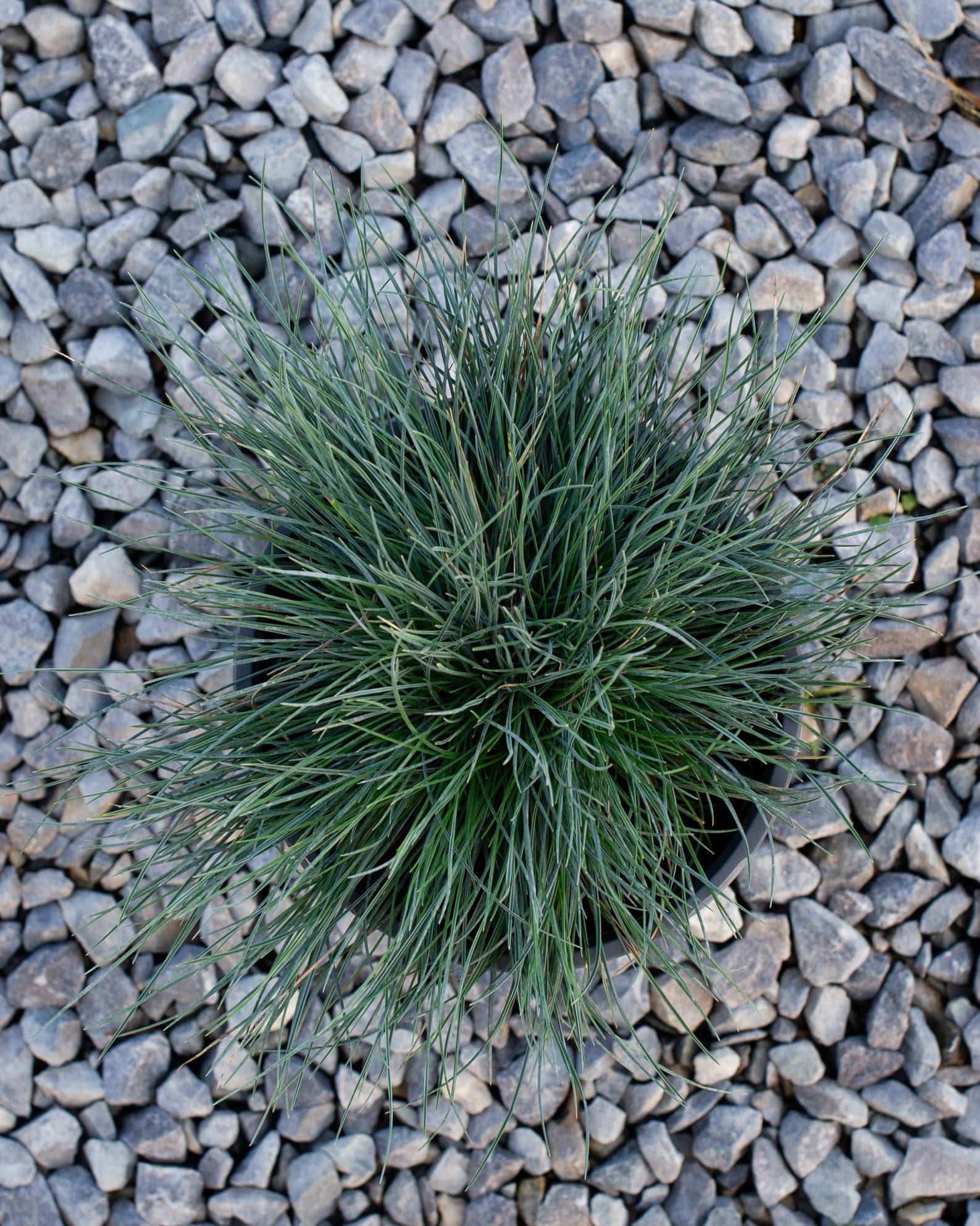 Cool as Ice Blue Fescue - Image 2
