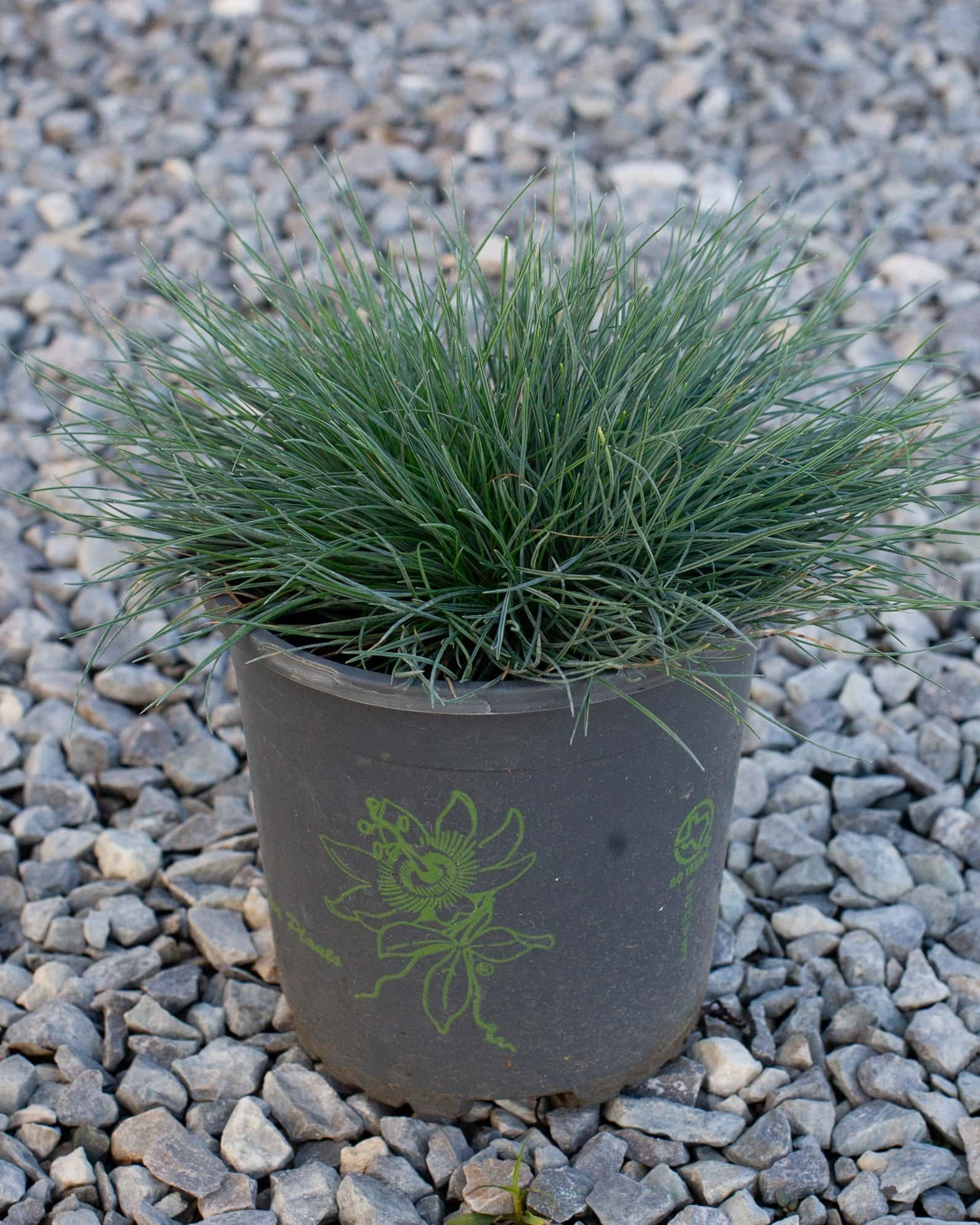 Cool as Ice Blue Fescue - Image 4