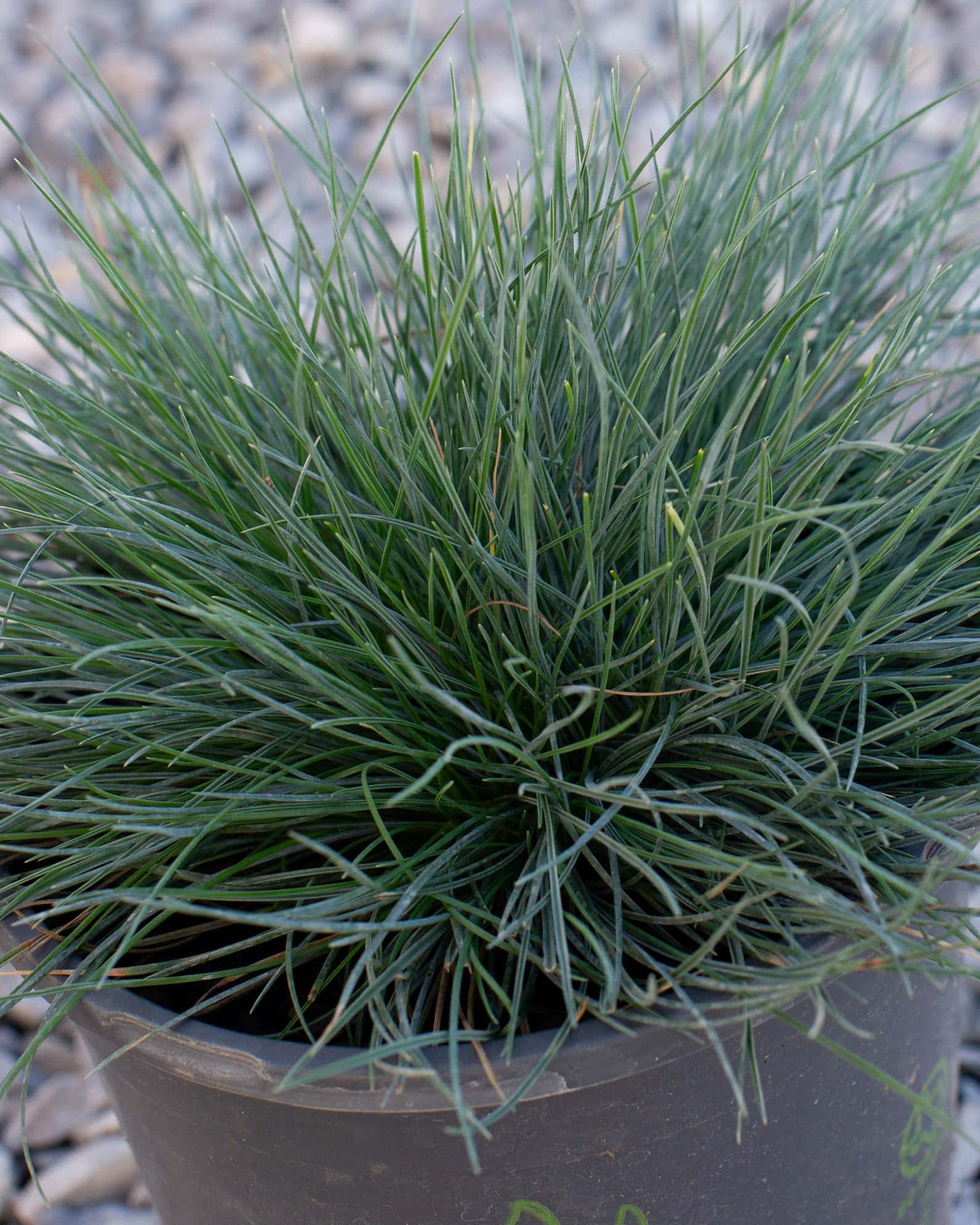 Cool as Ice Blue Fescue - Image 5