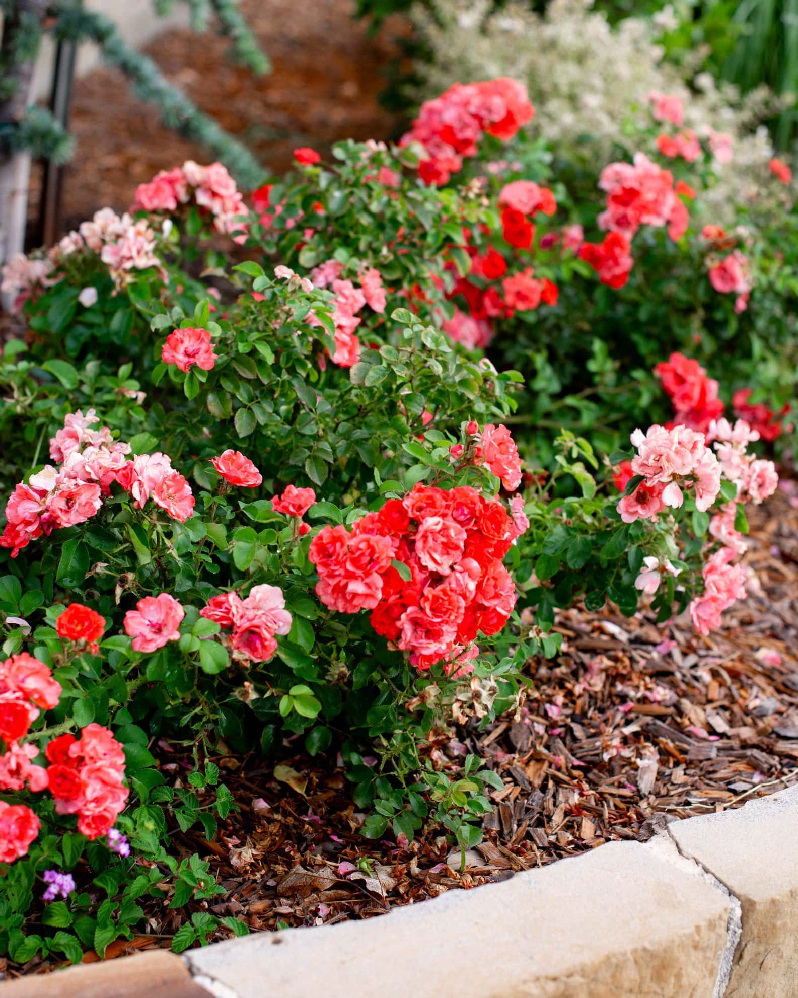 Coral Drift Rose - Image 5