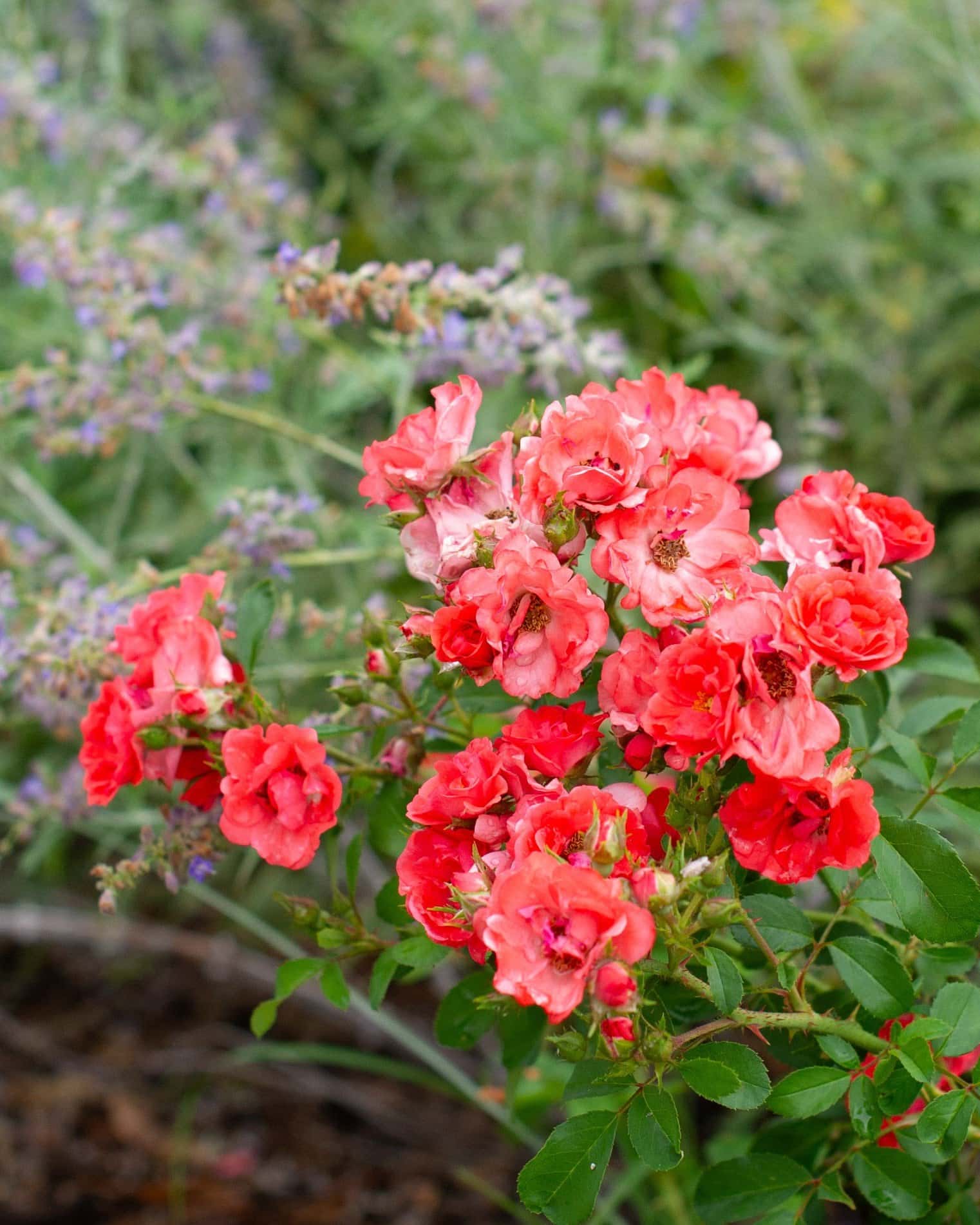 Coral Drift Rose - Image 6