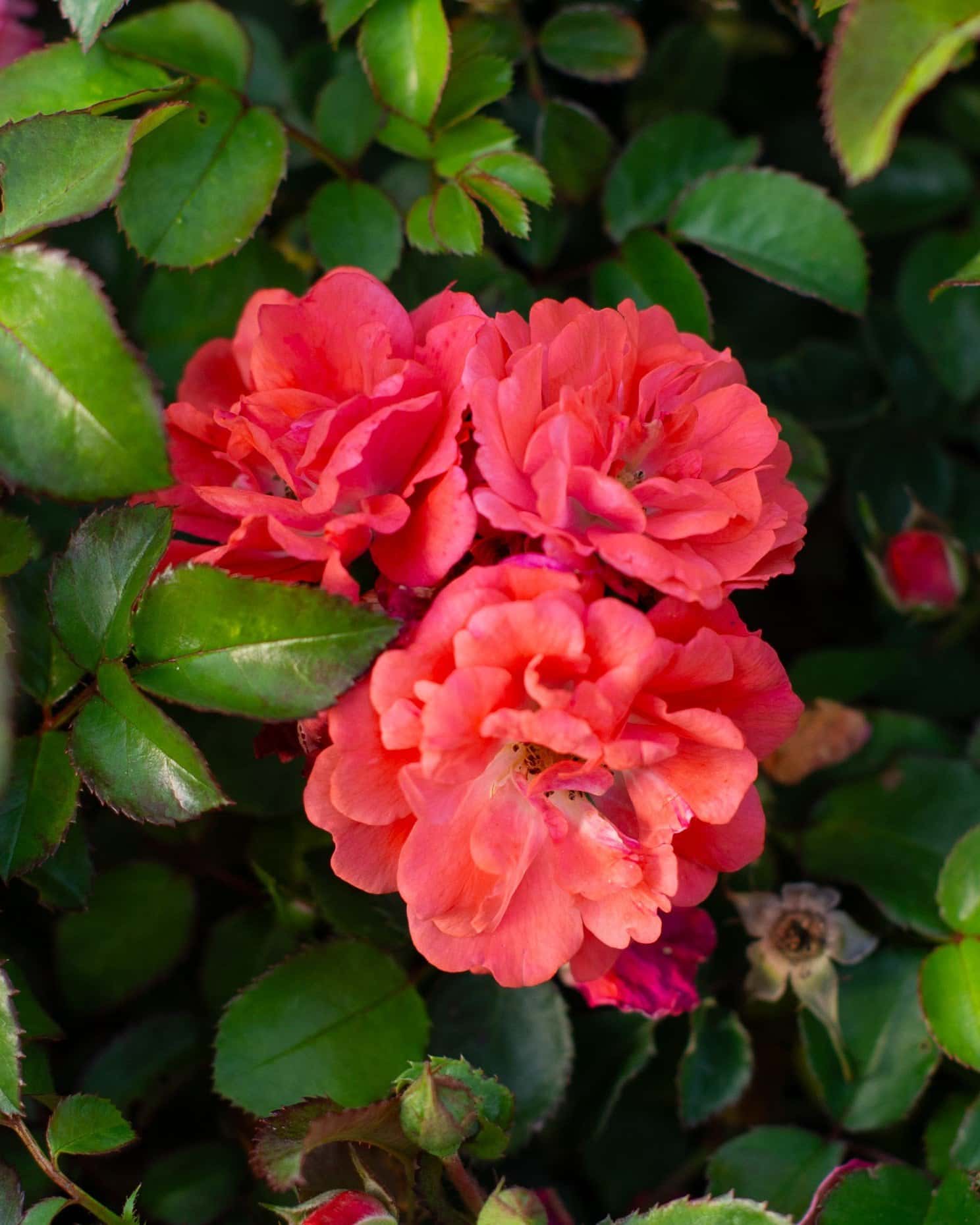 Coral Drift Rose - Image 7