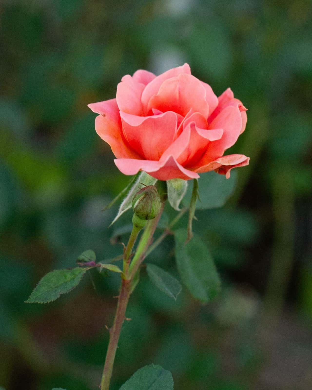 Coral Knock Out Rose - Image 1