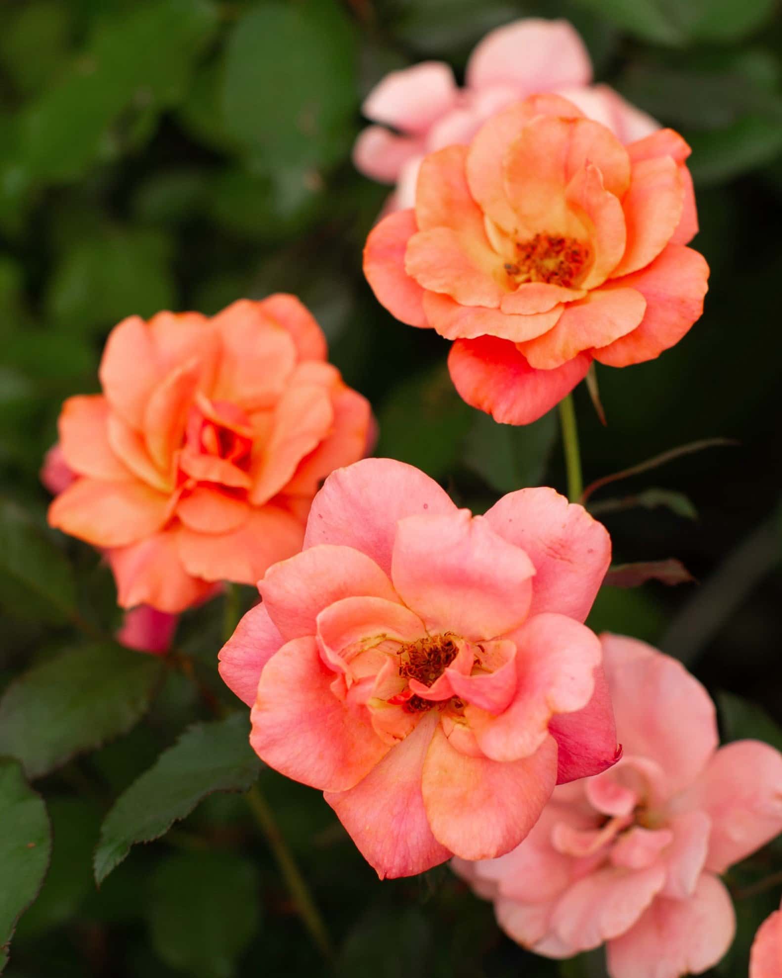 Coral Knock Out Rose - Main Image