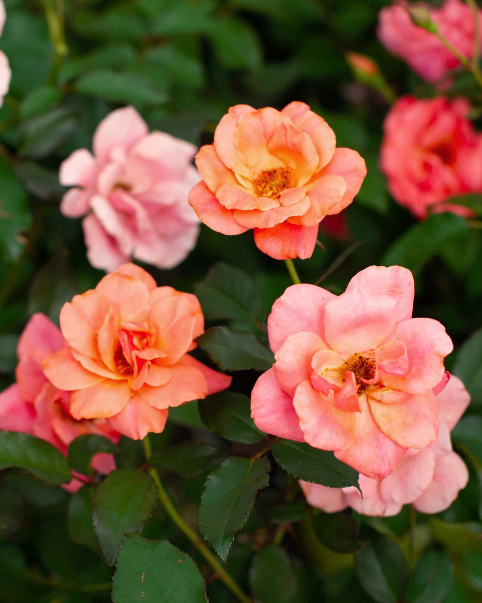 Coral Knock Out Rose - Image 4