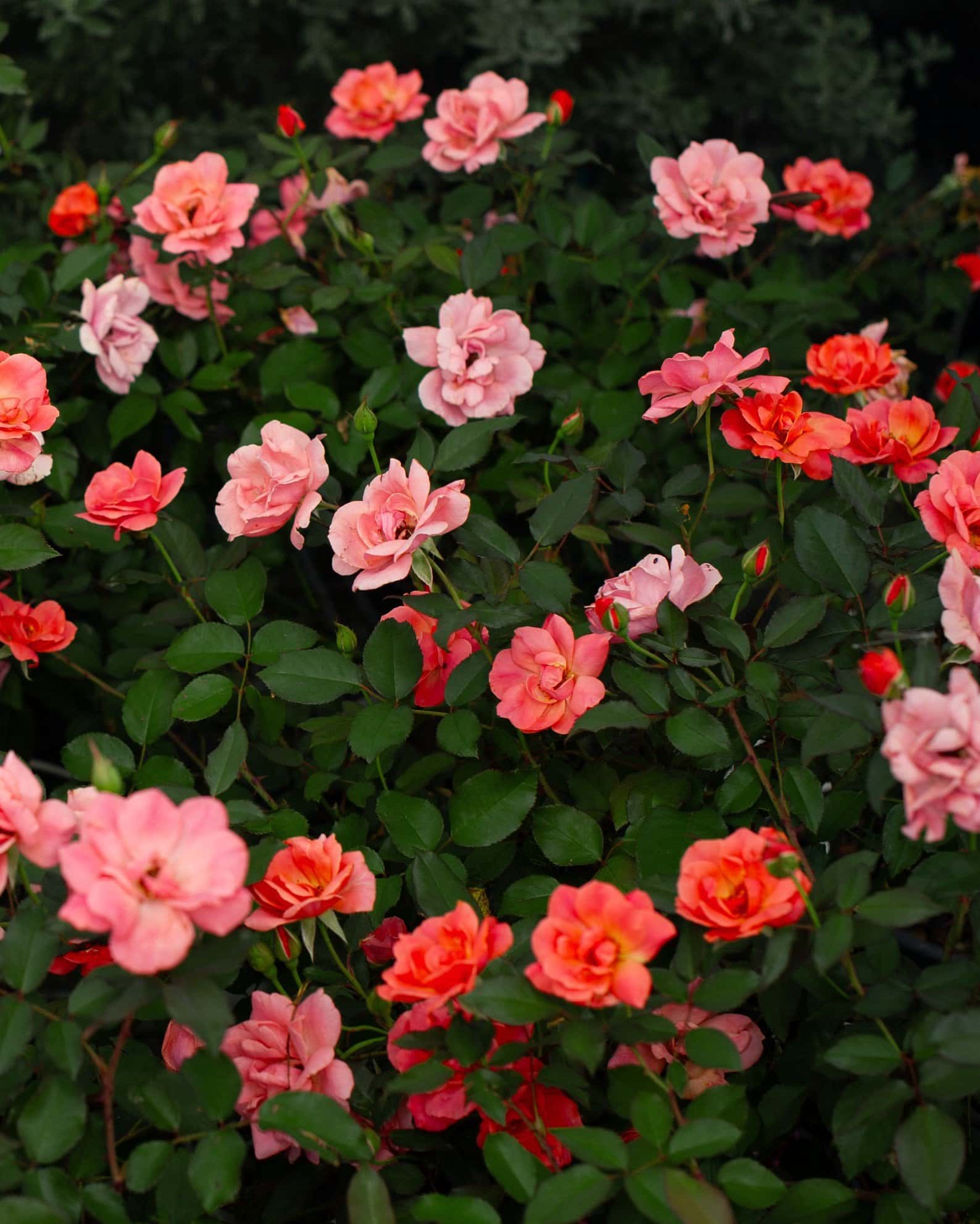 Coral Knock Out Rose - Image 6
