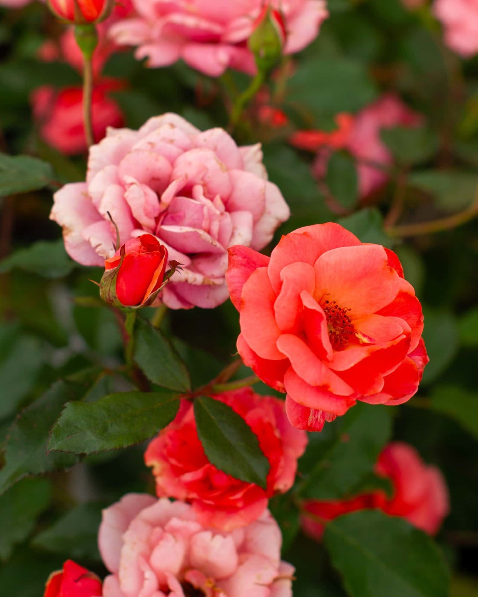 Coral Knock Out Rose - Image 7