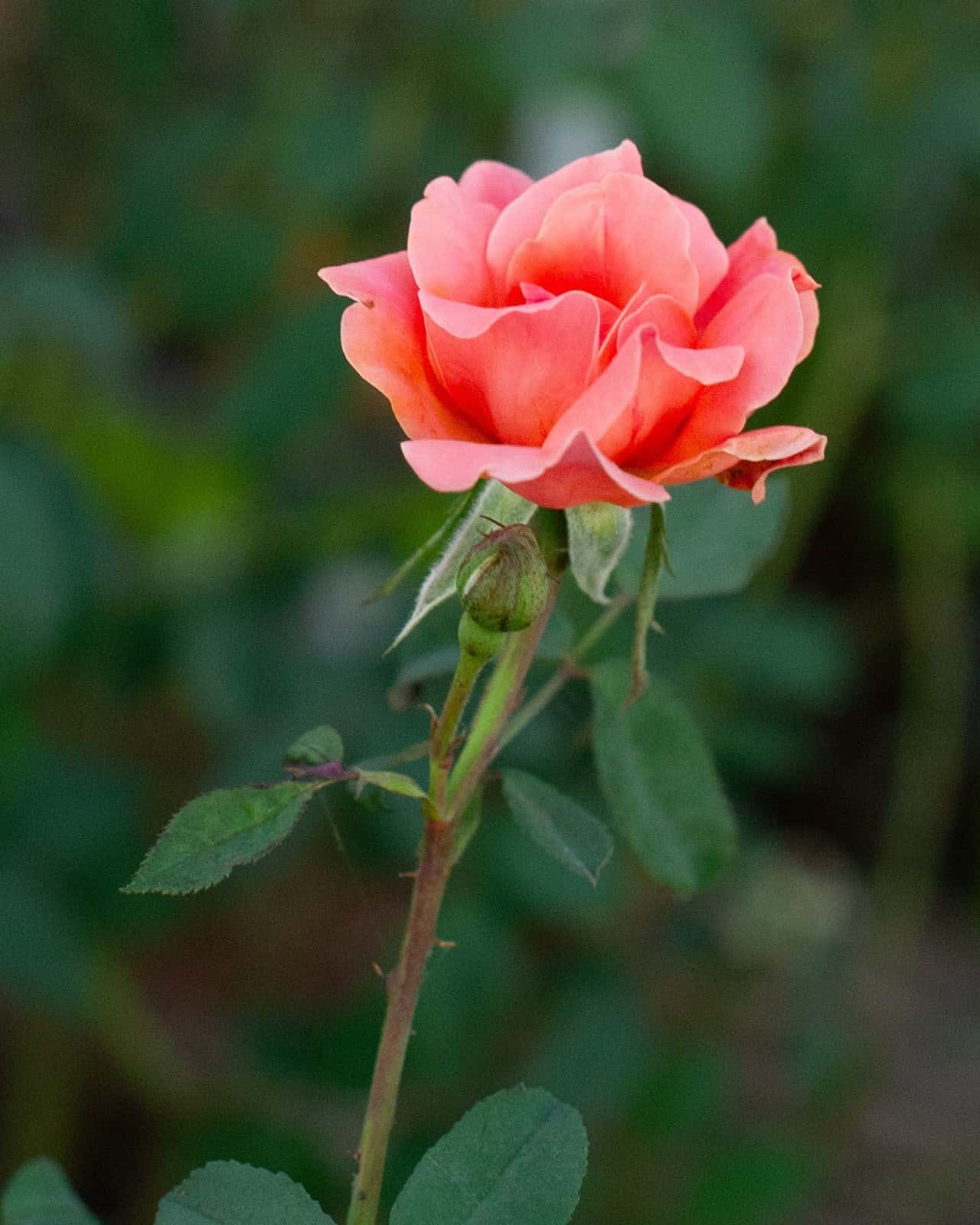 Coral Knock Out Rose Tree Form - Image 4