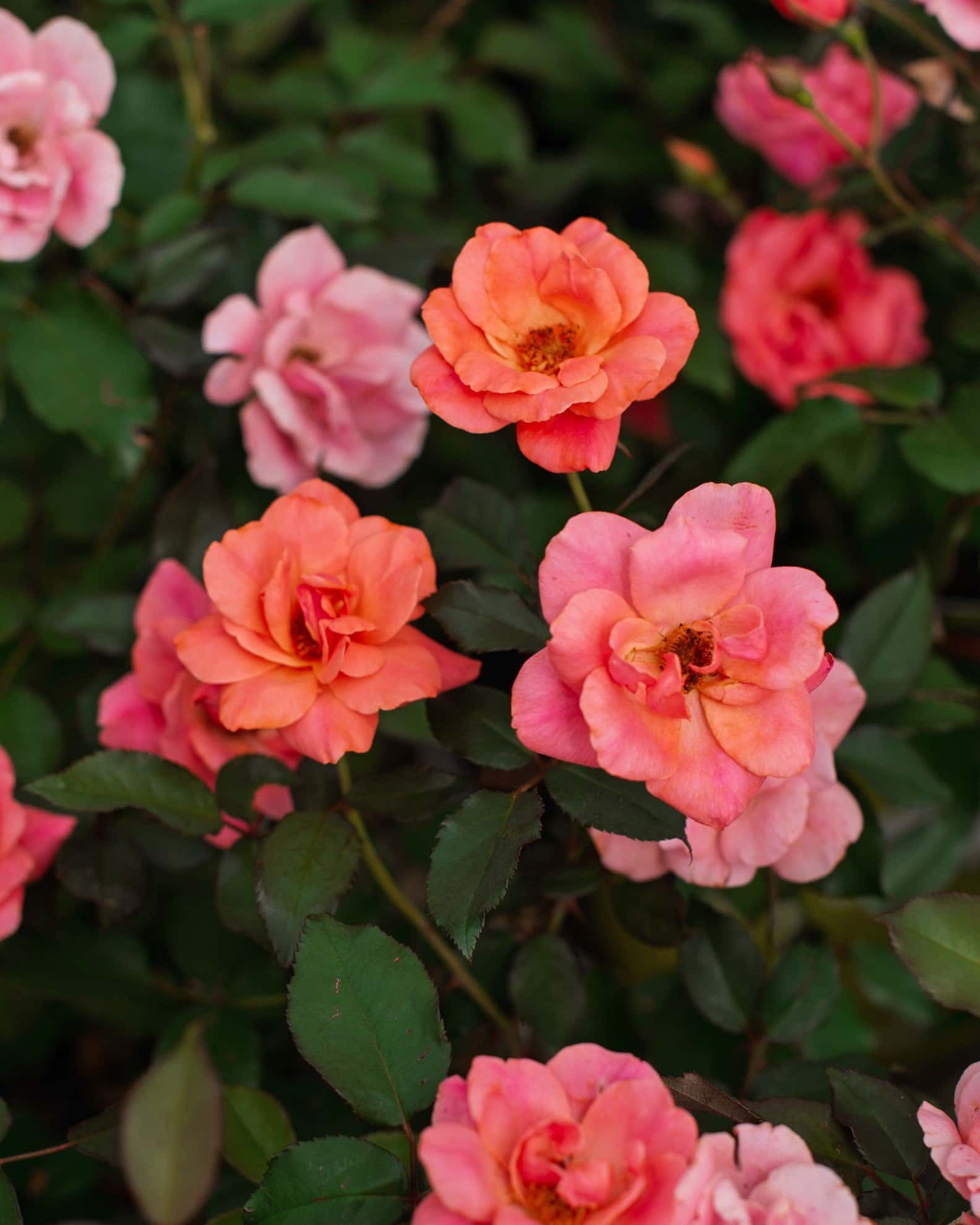 Coral Knock Out Rose Tree Form - Image 5