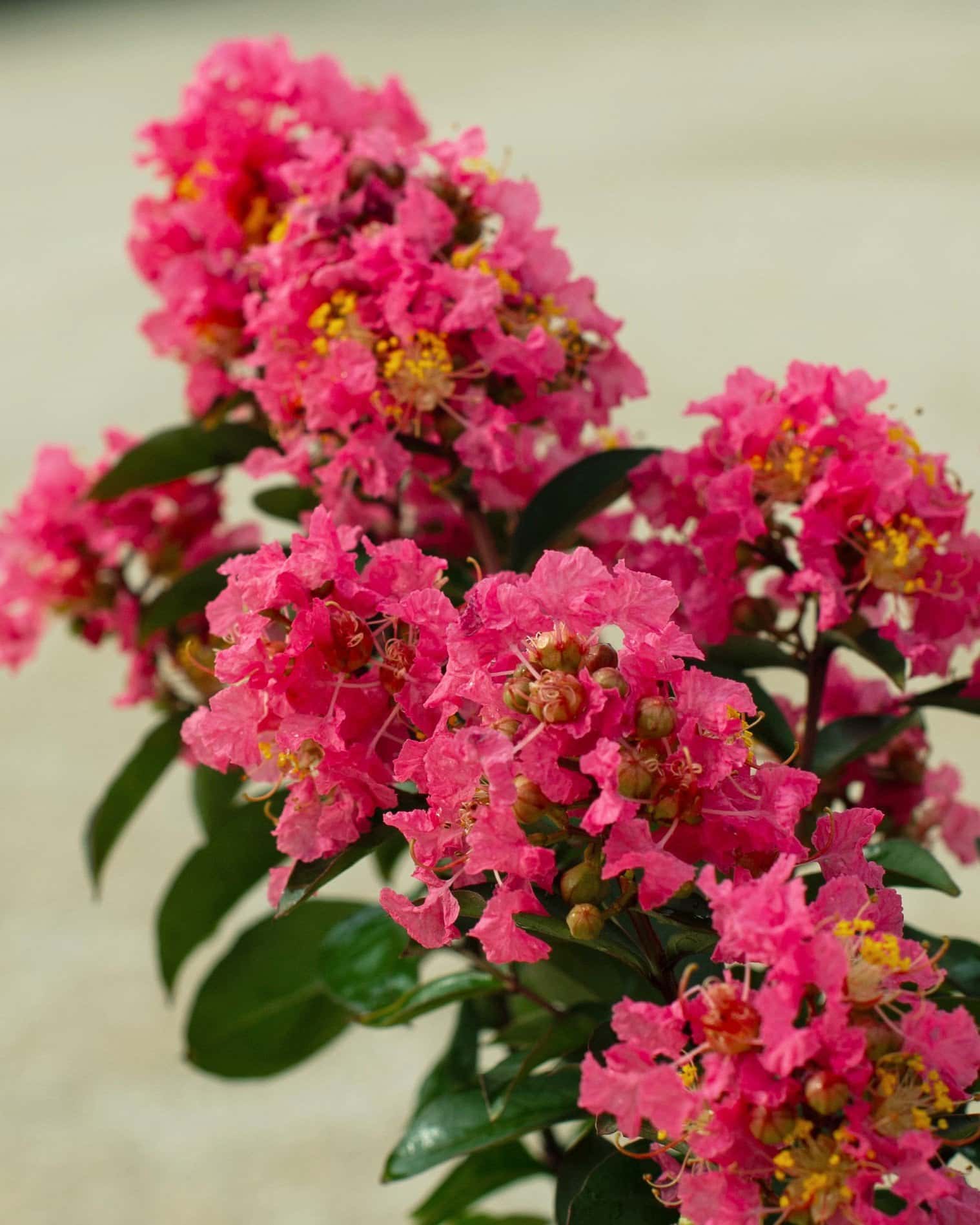 Coral Magic Crape Myrtle - Main Image