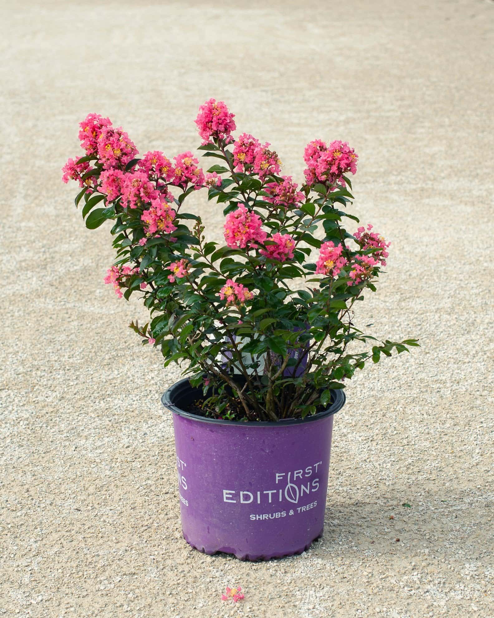Coral Magic Crape Myrtle - Image 3