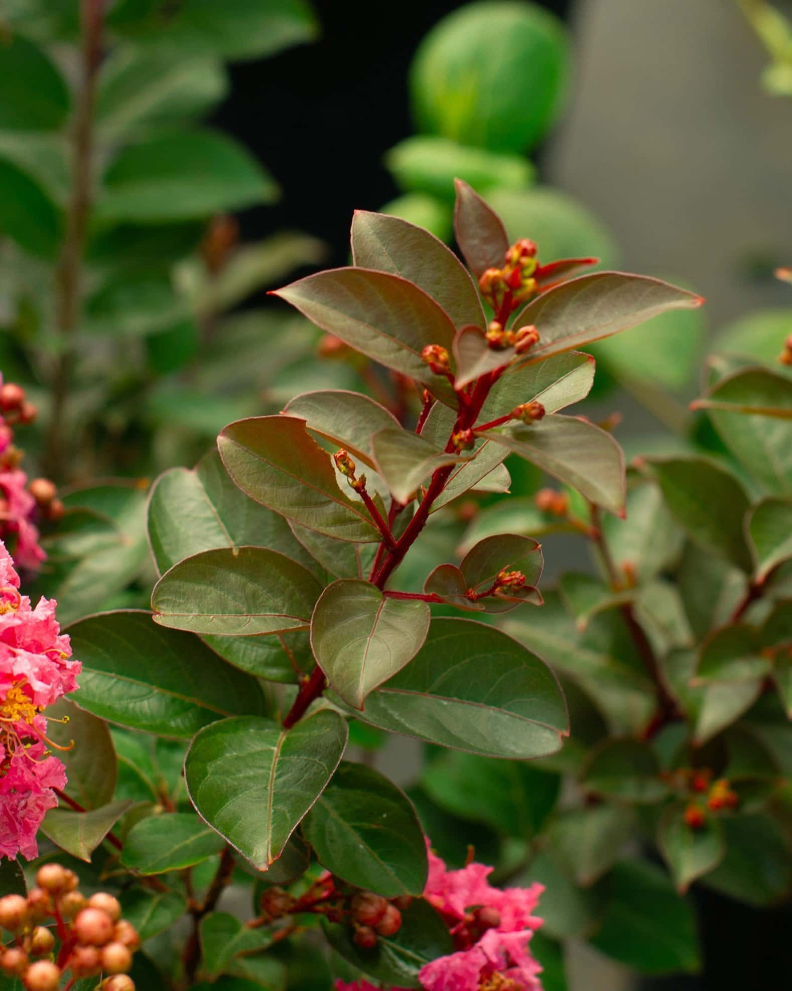 Coral Magic Crape Myrtle - Image 4