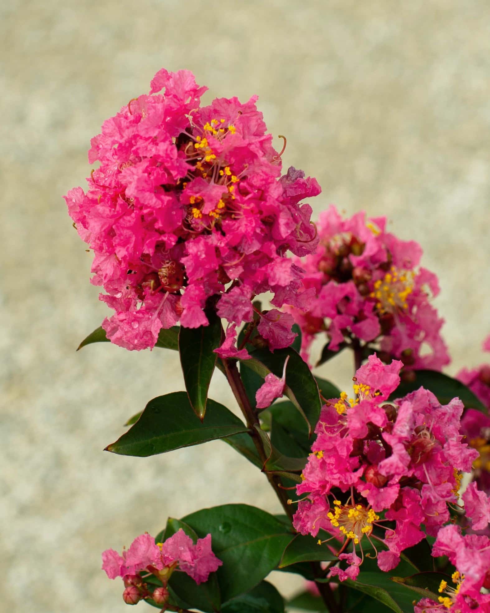 Coral Magic Crape Myrtle - Image 5