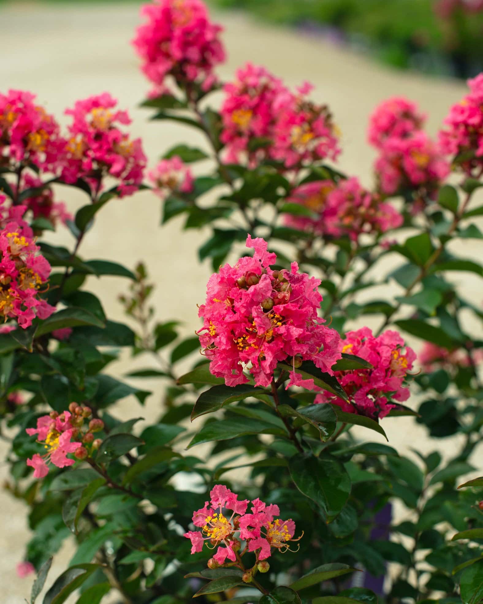 Coral Magic Crape Myrtle - Image 6