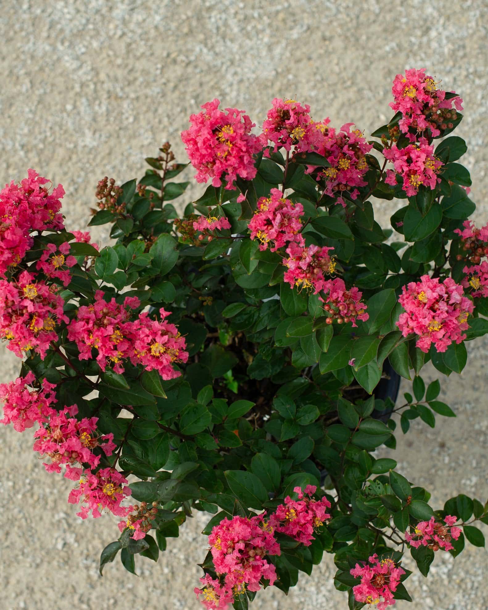 Coral Magic Crape Myrtle - Image 7