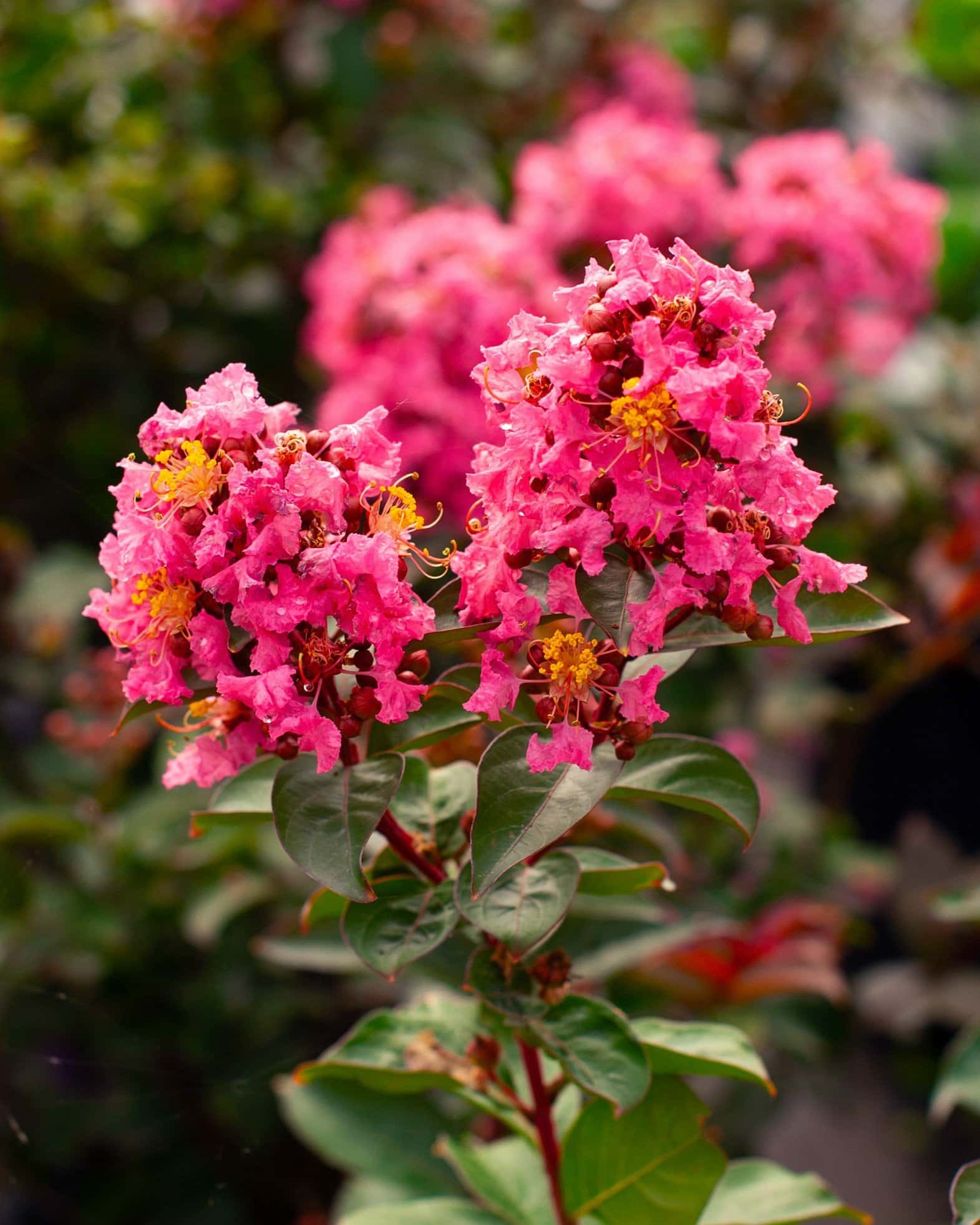Coral Magic Crape Myrtle - Image 1