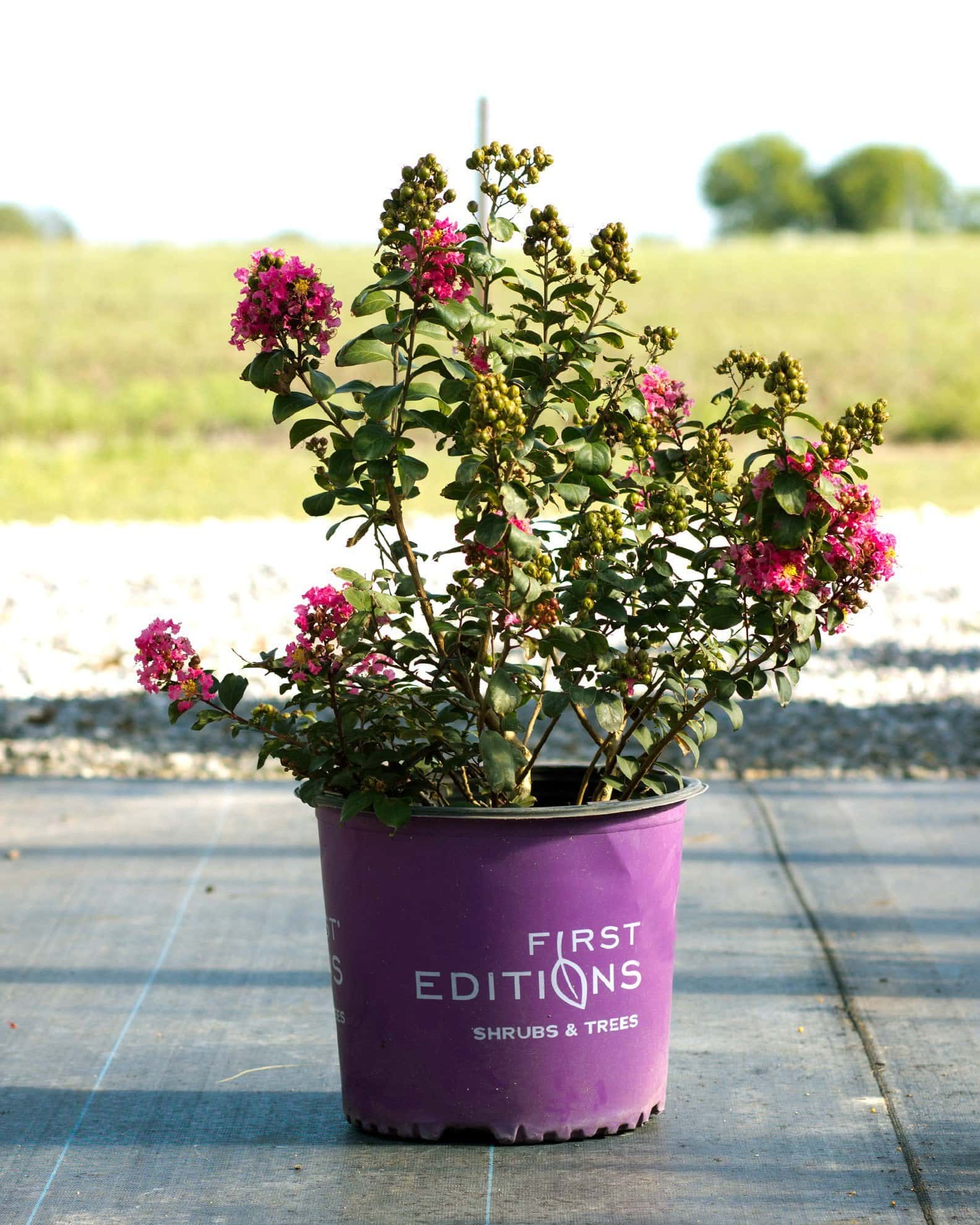 Coral Magic Crape Myrtle - Image 2